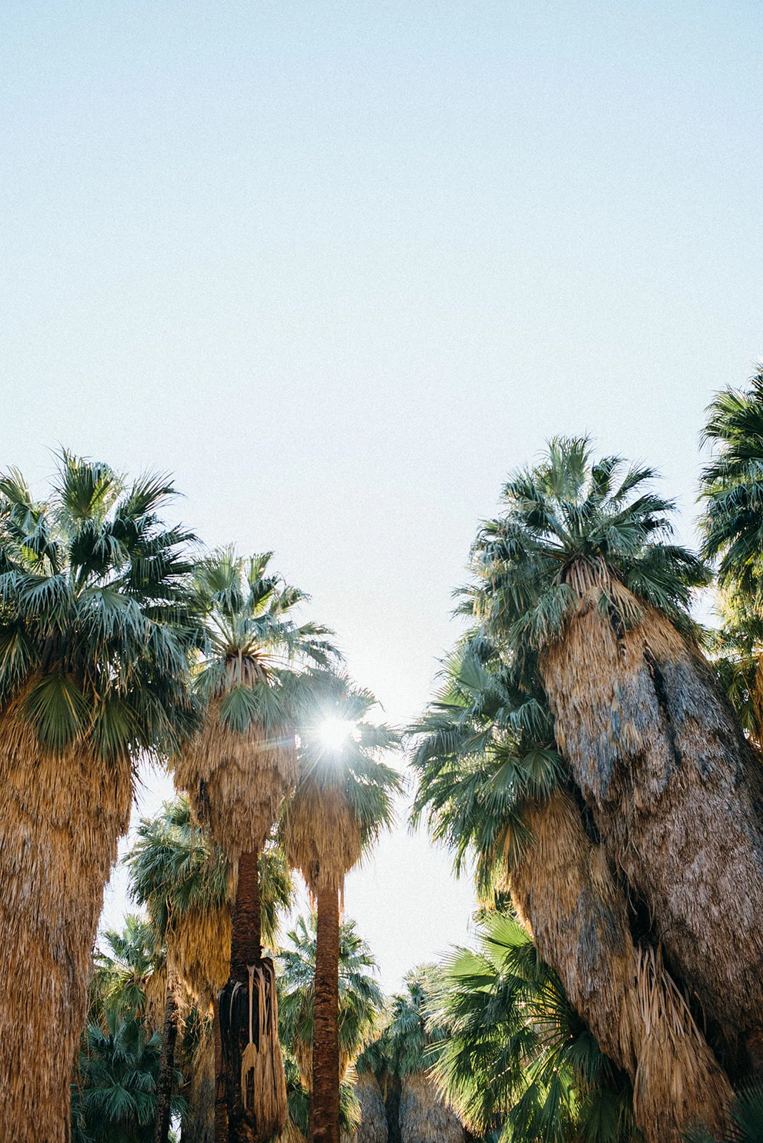 joshuatree-68_websize.jpg