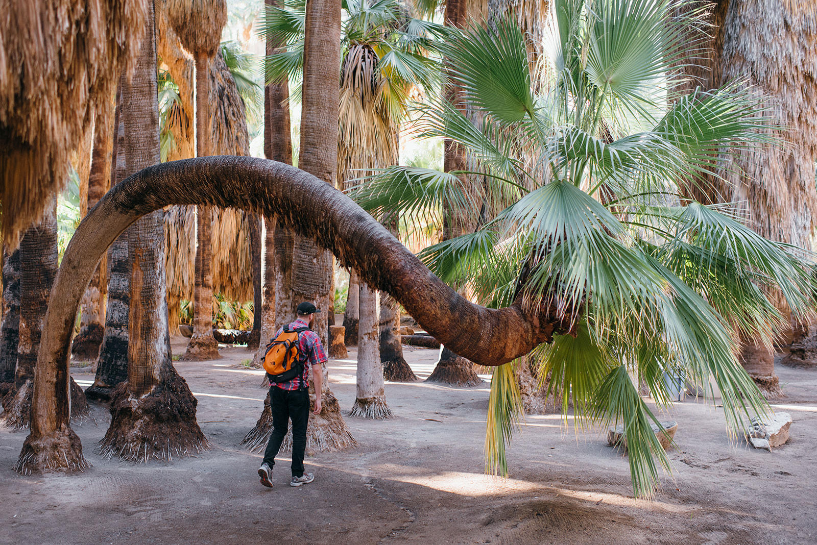 joshuatree-72_websize.jpg