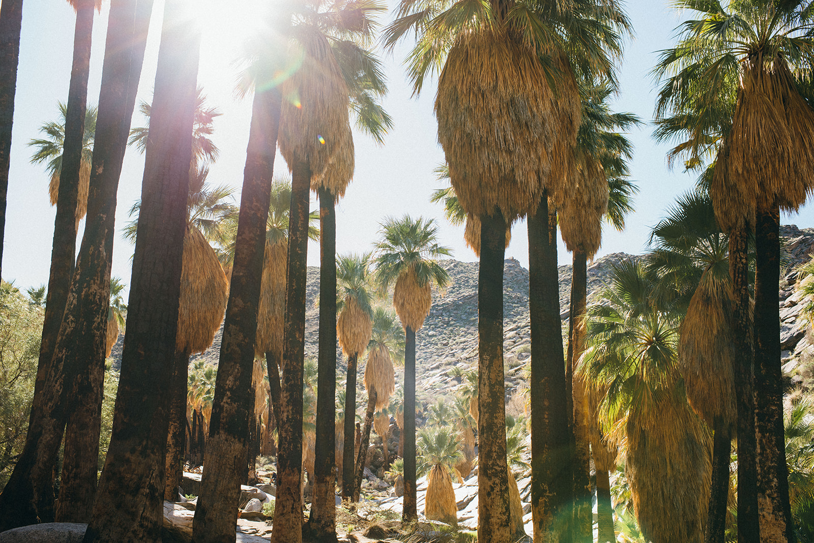 joshuatree-75_websize.jpg