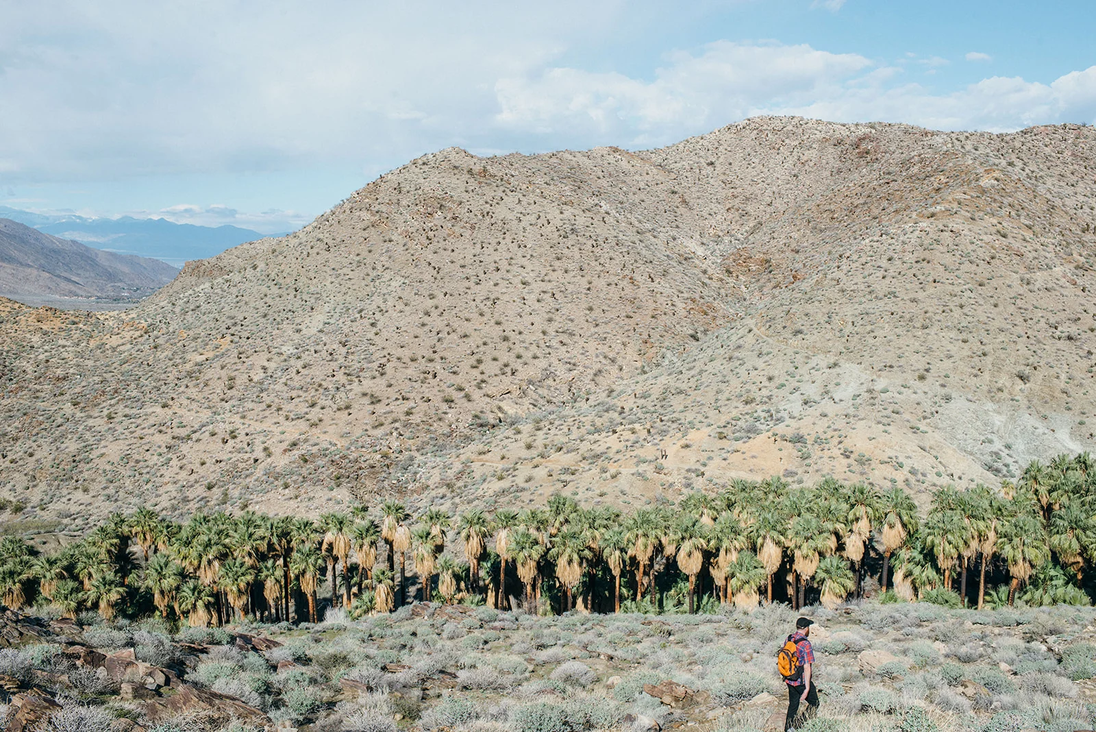 joshuatree-81_websize.jpg