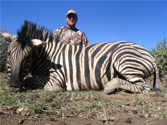 Munros Zebra.jpg