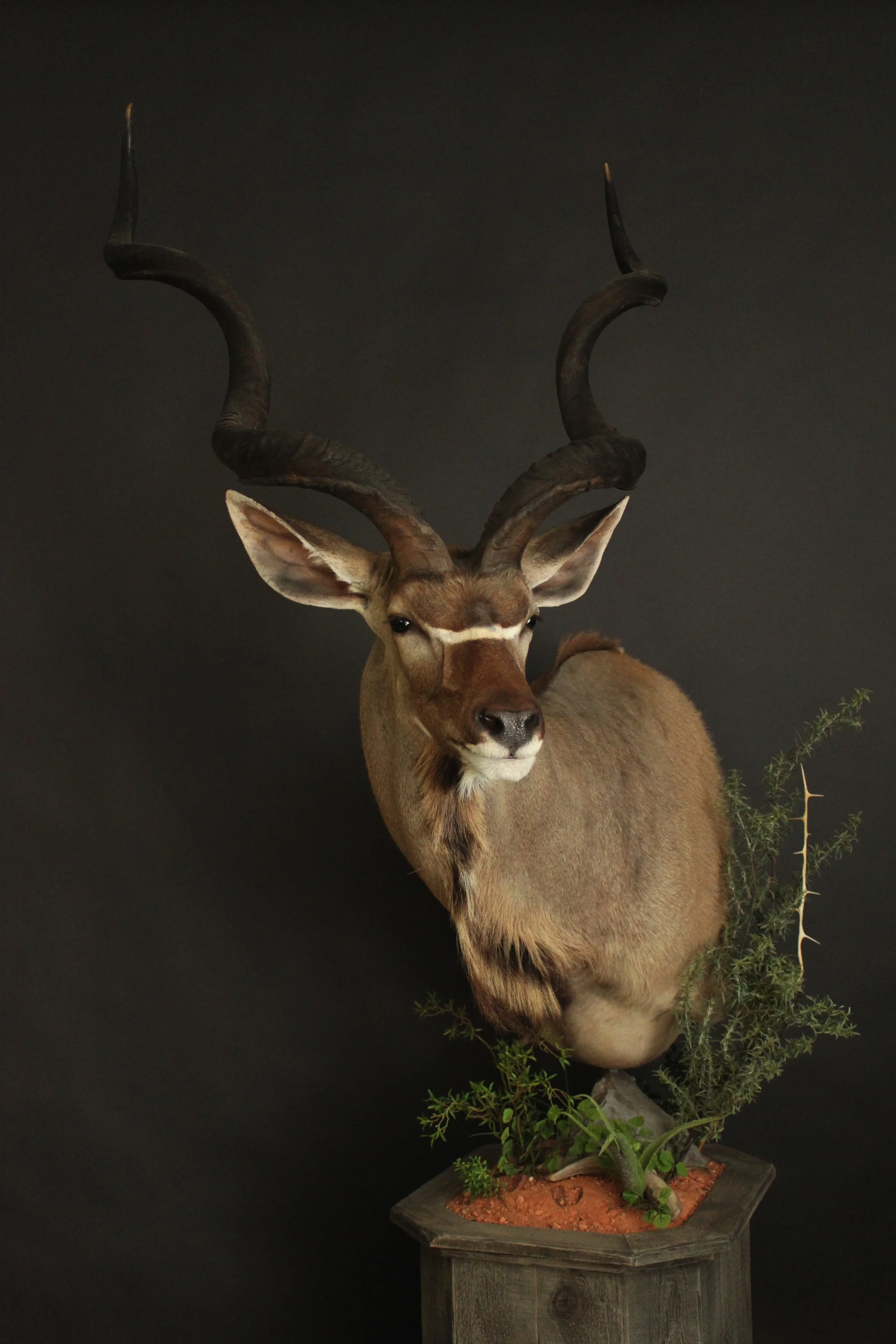 Barnboard Pedestal Kudu (5)