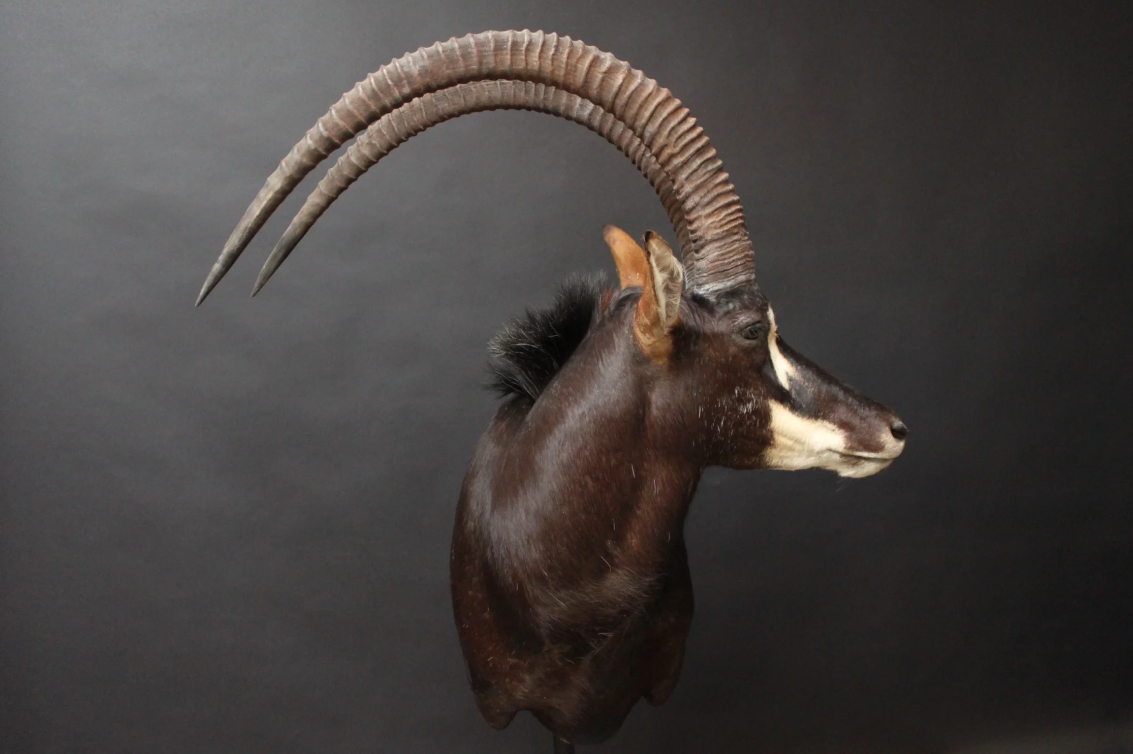 Shouldermount Sable (3)