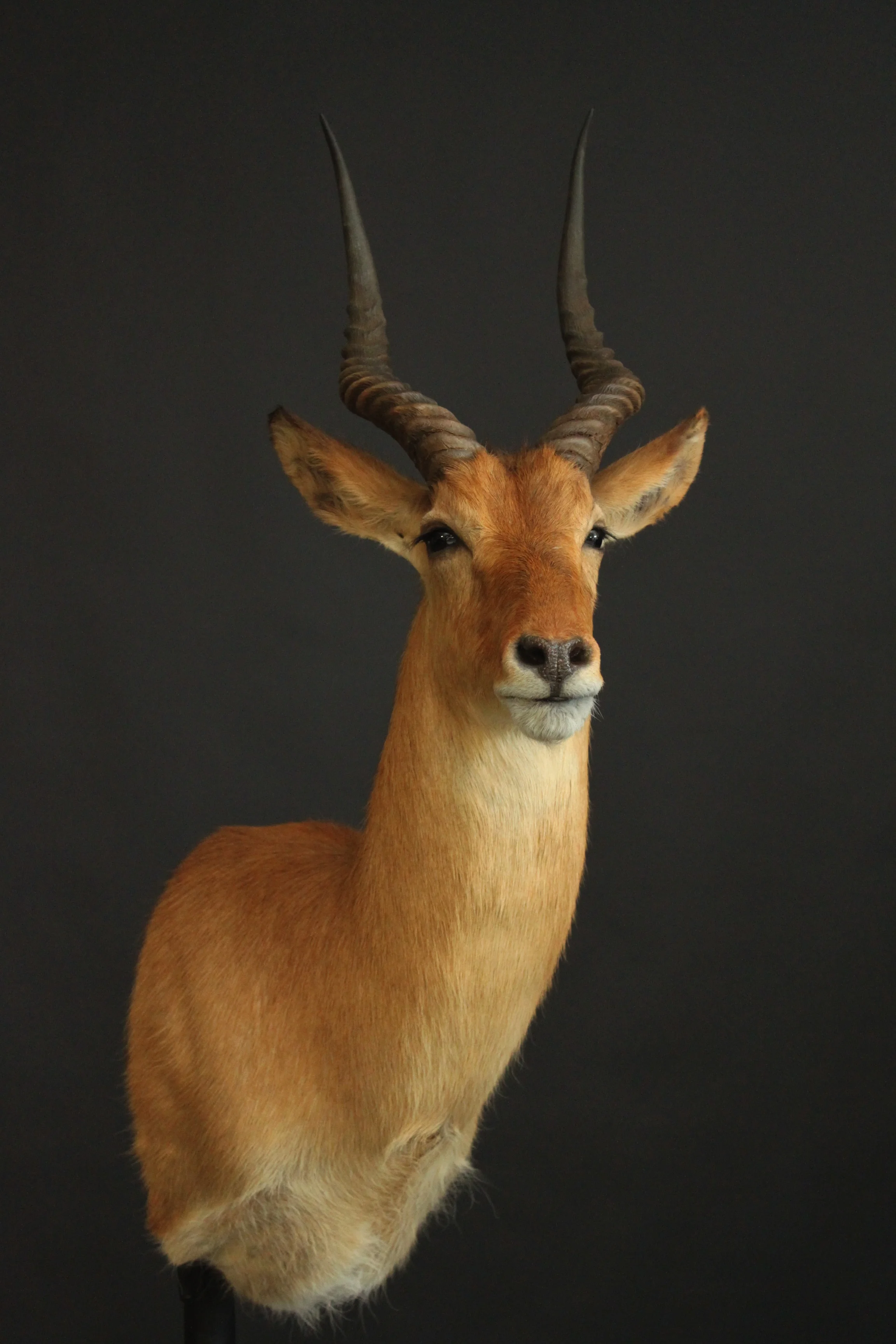 Impala 3