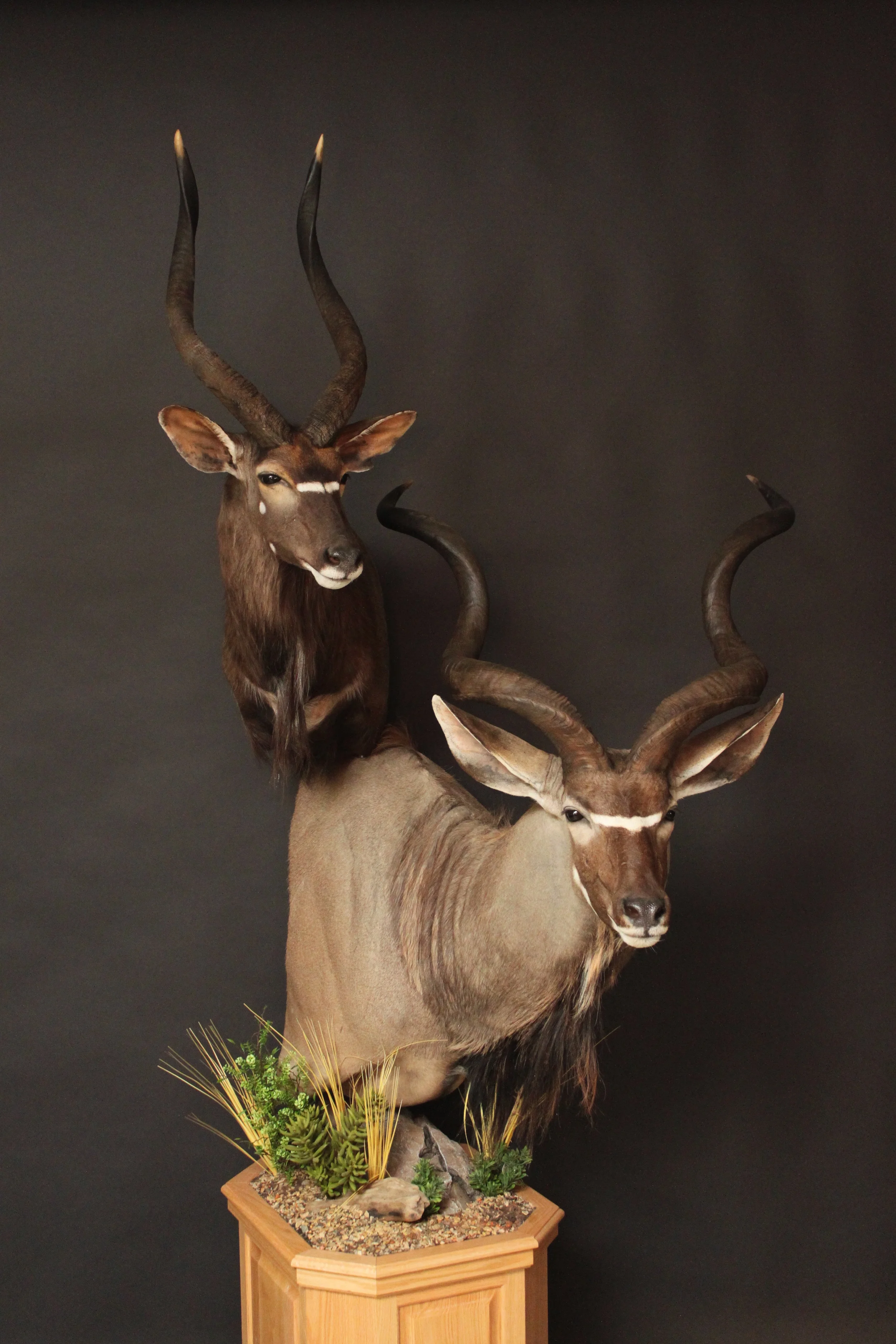 Double Pedestal on Oak Nyala & Kudu Double (4)