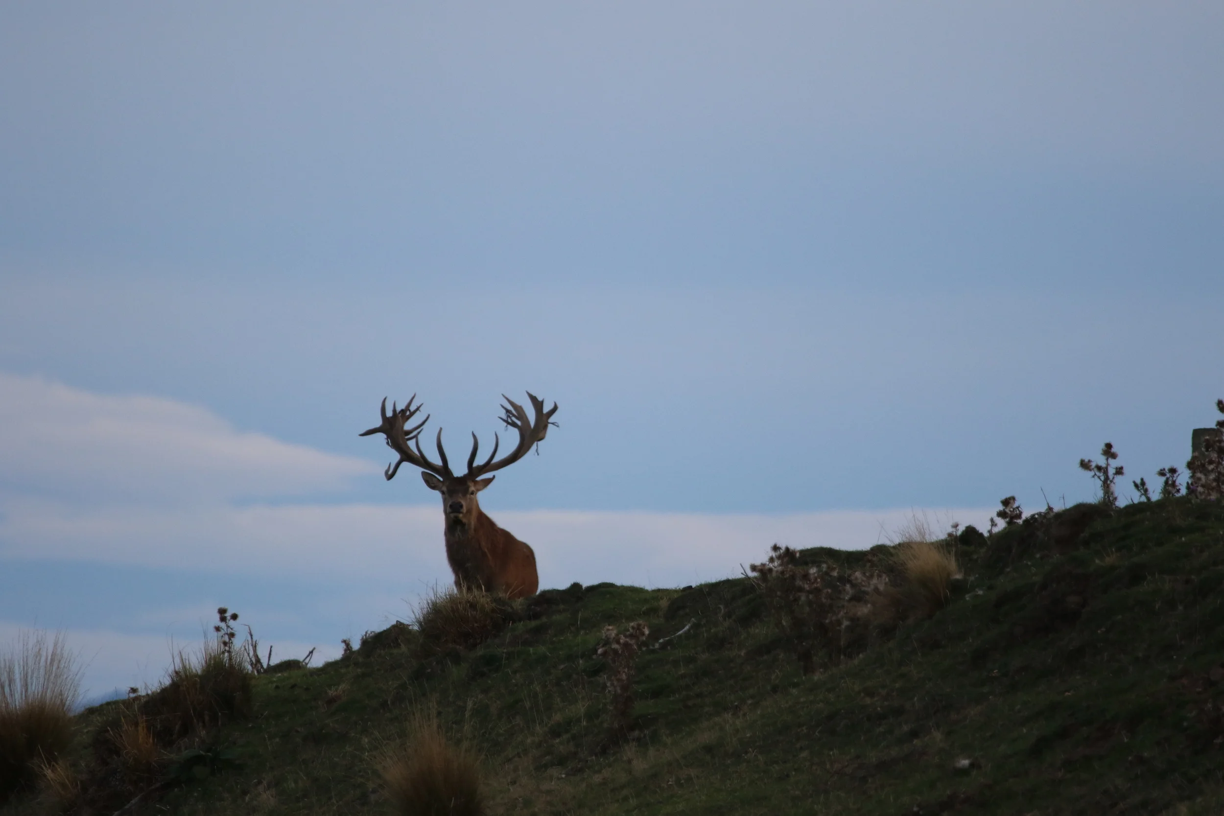 Stag.jpg