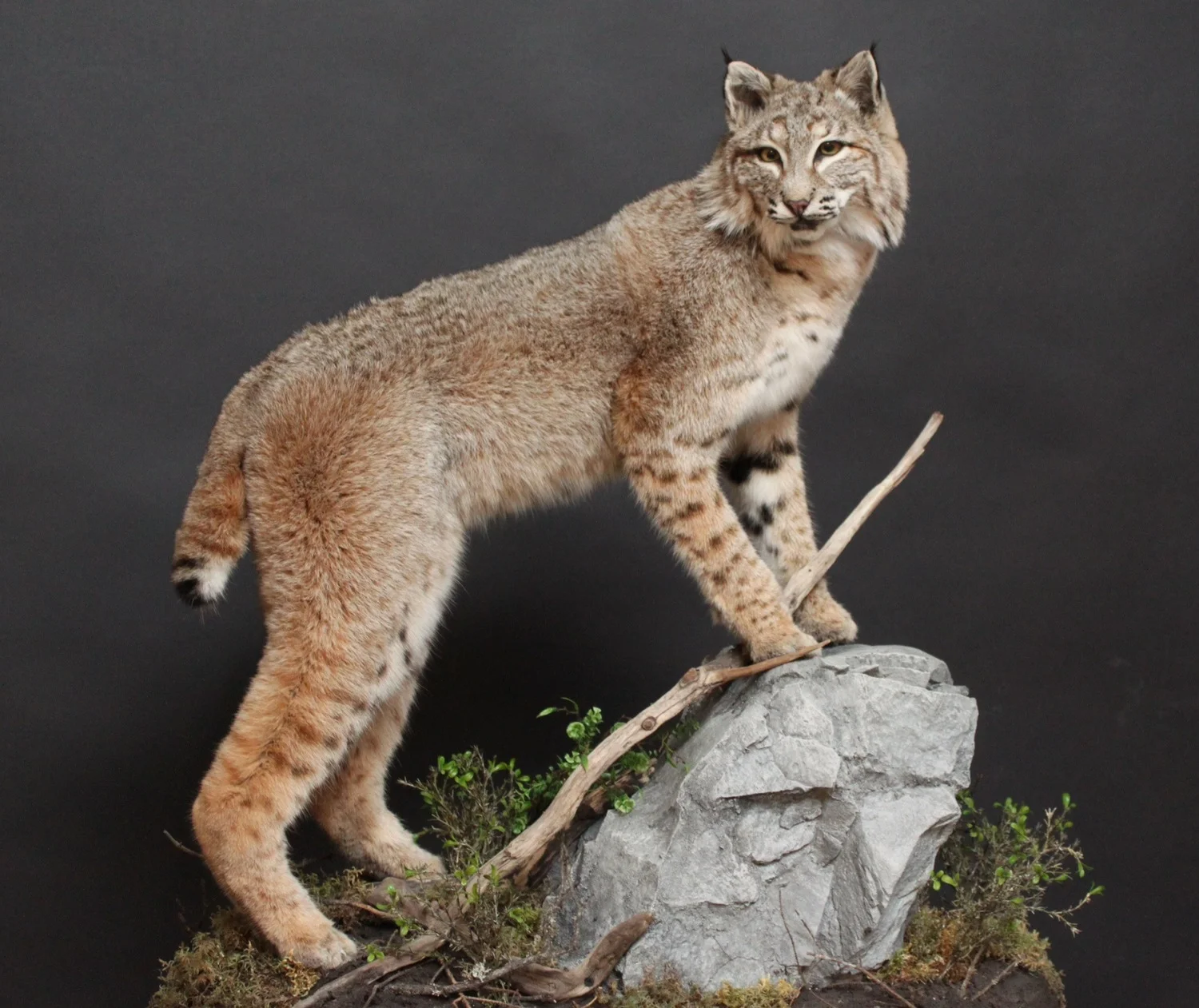 lynx.jpg