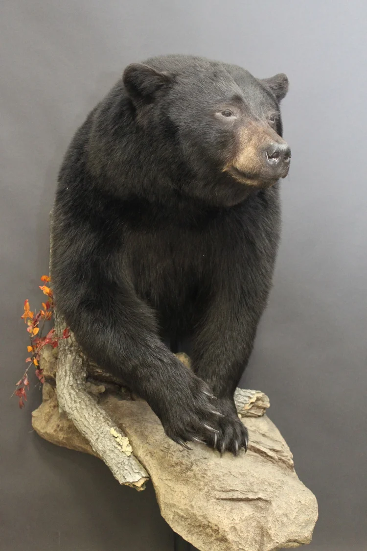 Bears — Orion Taxidermy