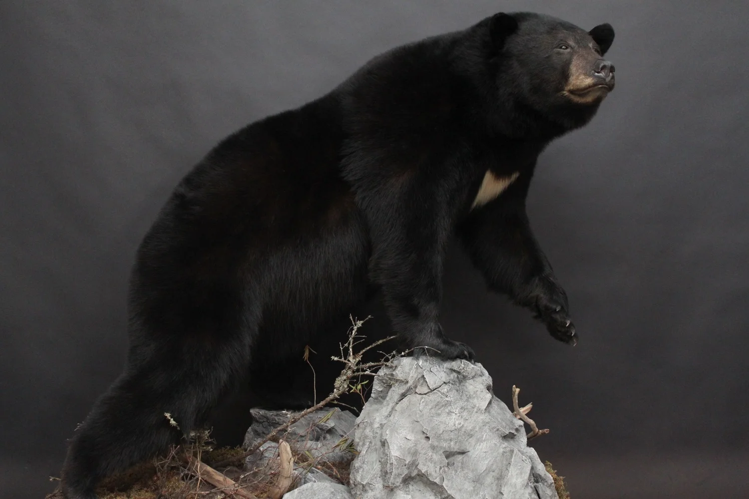 Lifesize, custom alterations Black Bear (7)