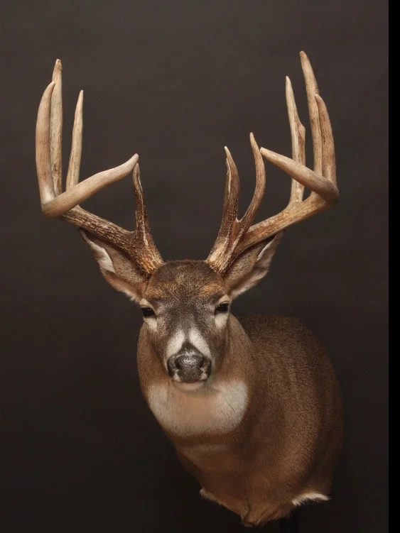FullSizeRender_1.jpg