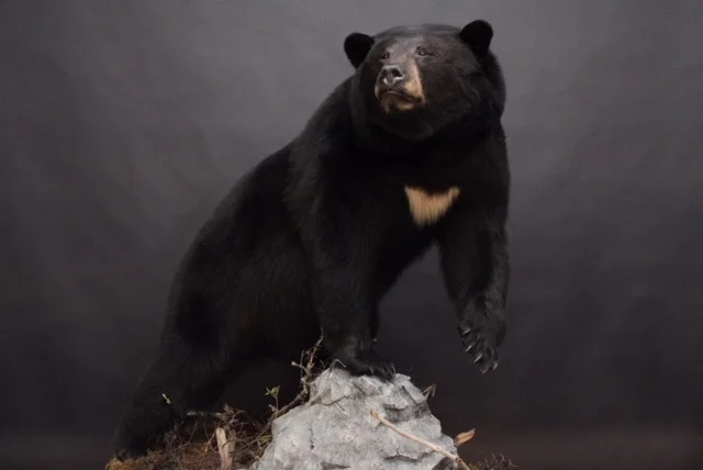 black bear taxidermy mounts for sale