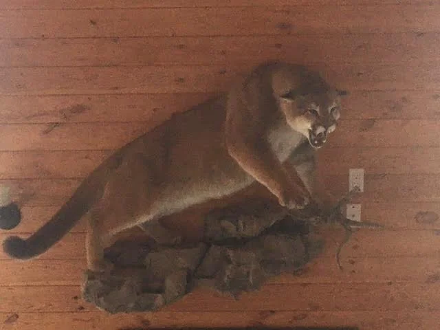 cat.jpg