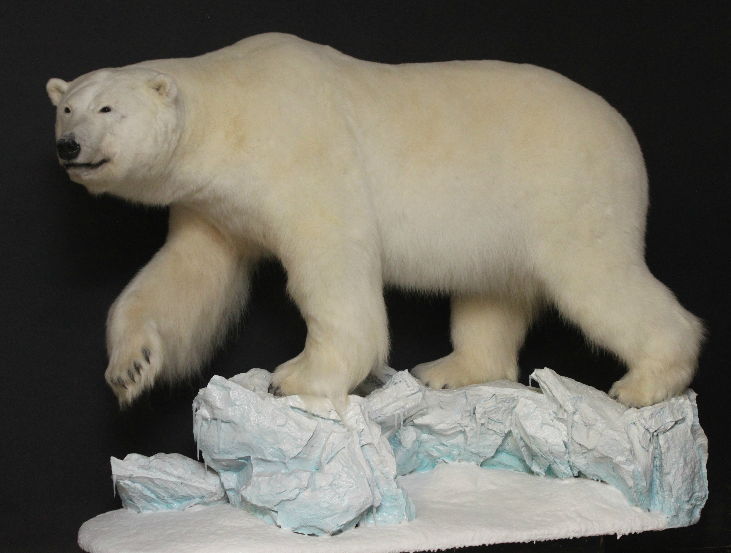 polar.jpg