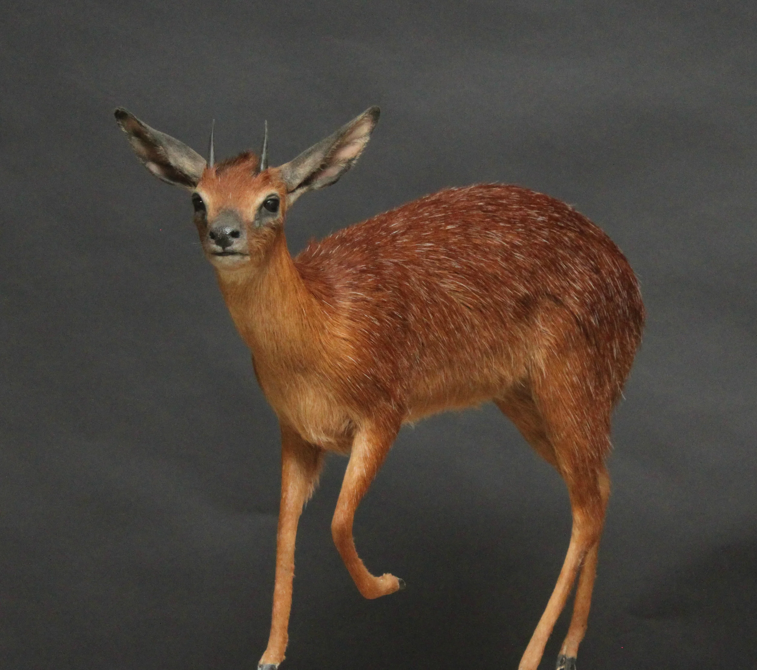 Red Flanked Duiker duiker (1)