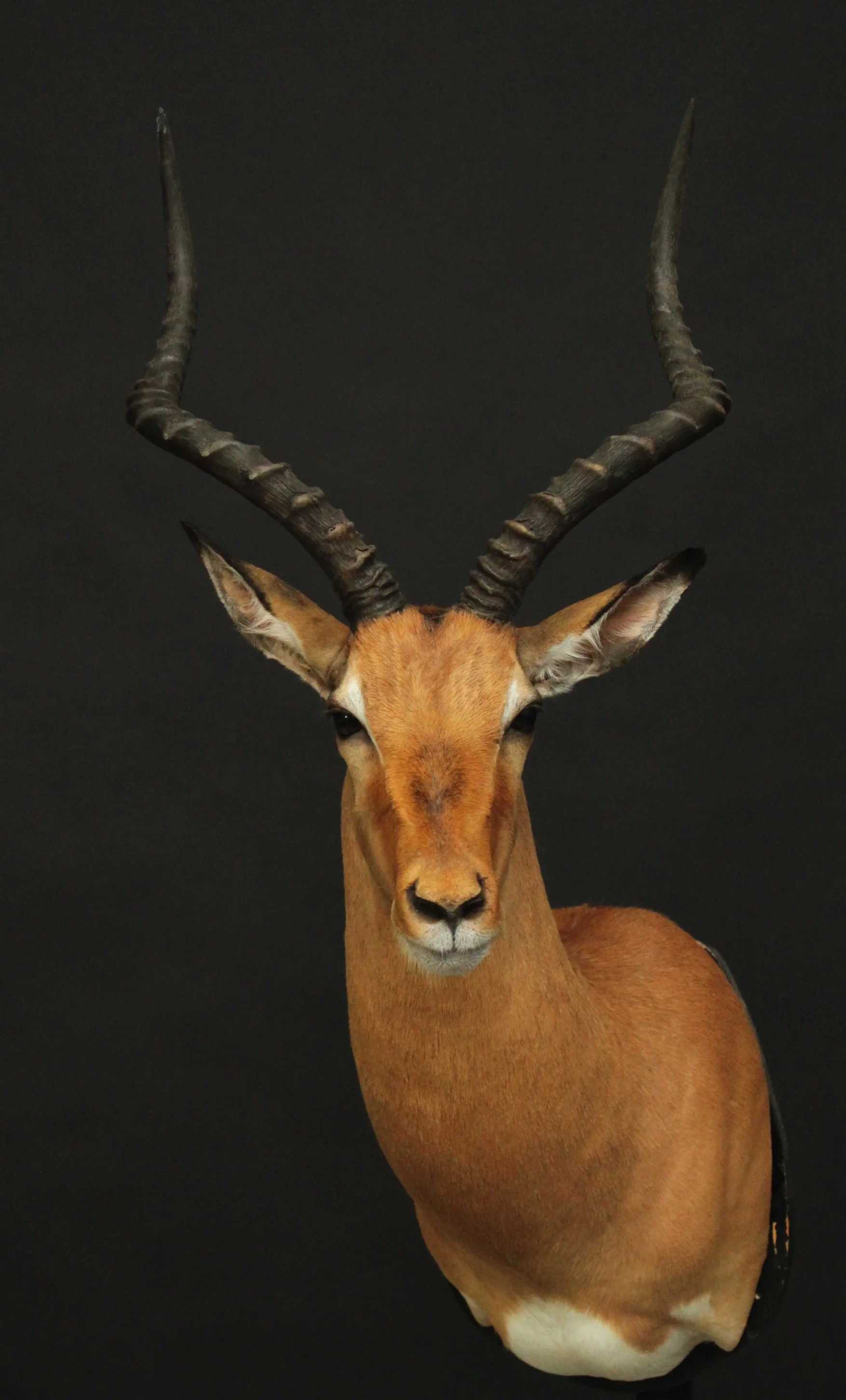 Shoudermount Impala (1)