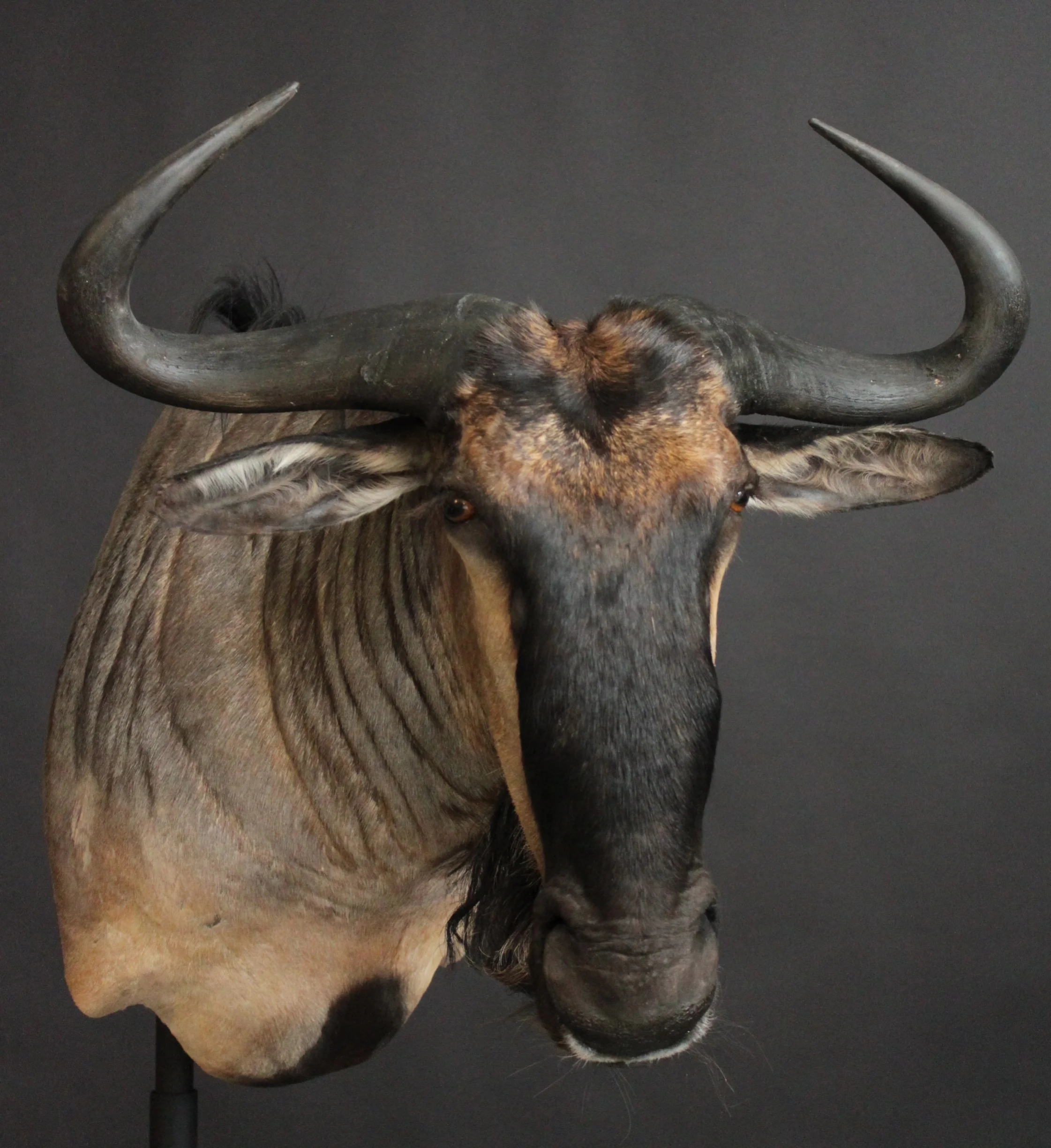 Shouldermount Black Wildebeest (1)