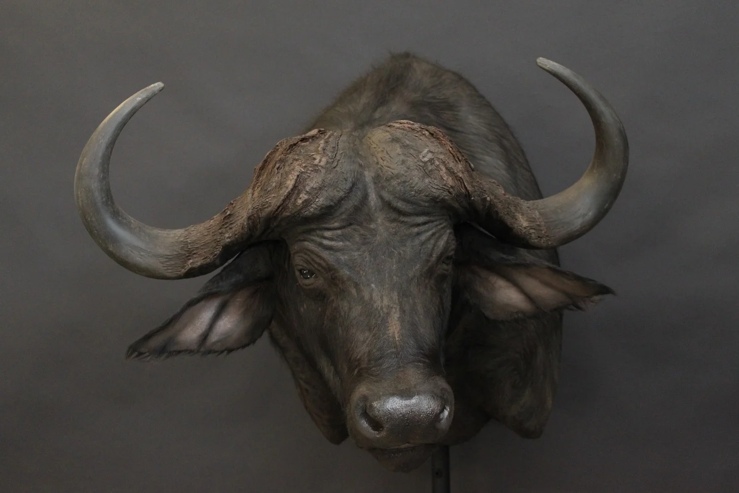Cape Buffalo Shoulder mount Buffalo (6)
