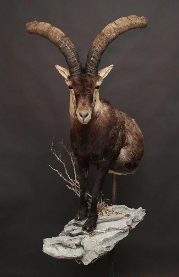 Wall 1/2 Body, Rock Base Ibex (1)