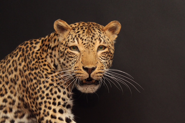 leopard.jpeg