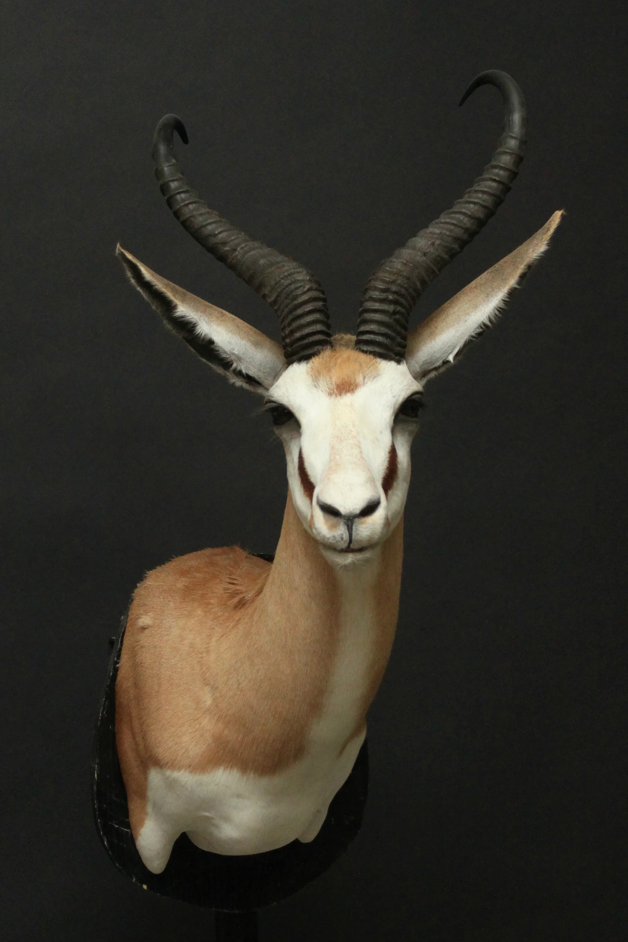 Shouldermount Springbok (2)