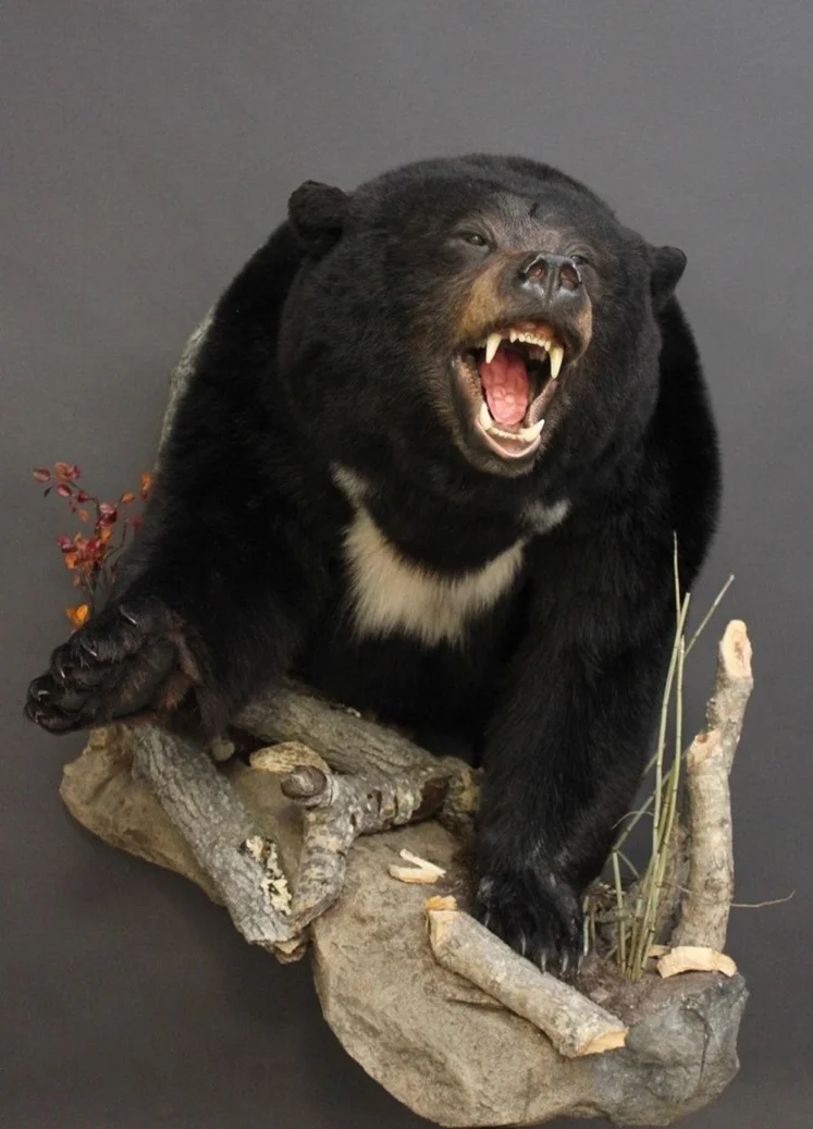 1/2 Body, aggressive Black Bear (7)