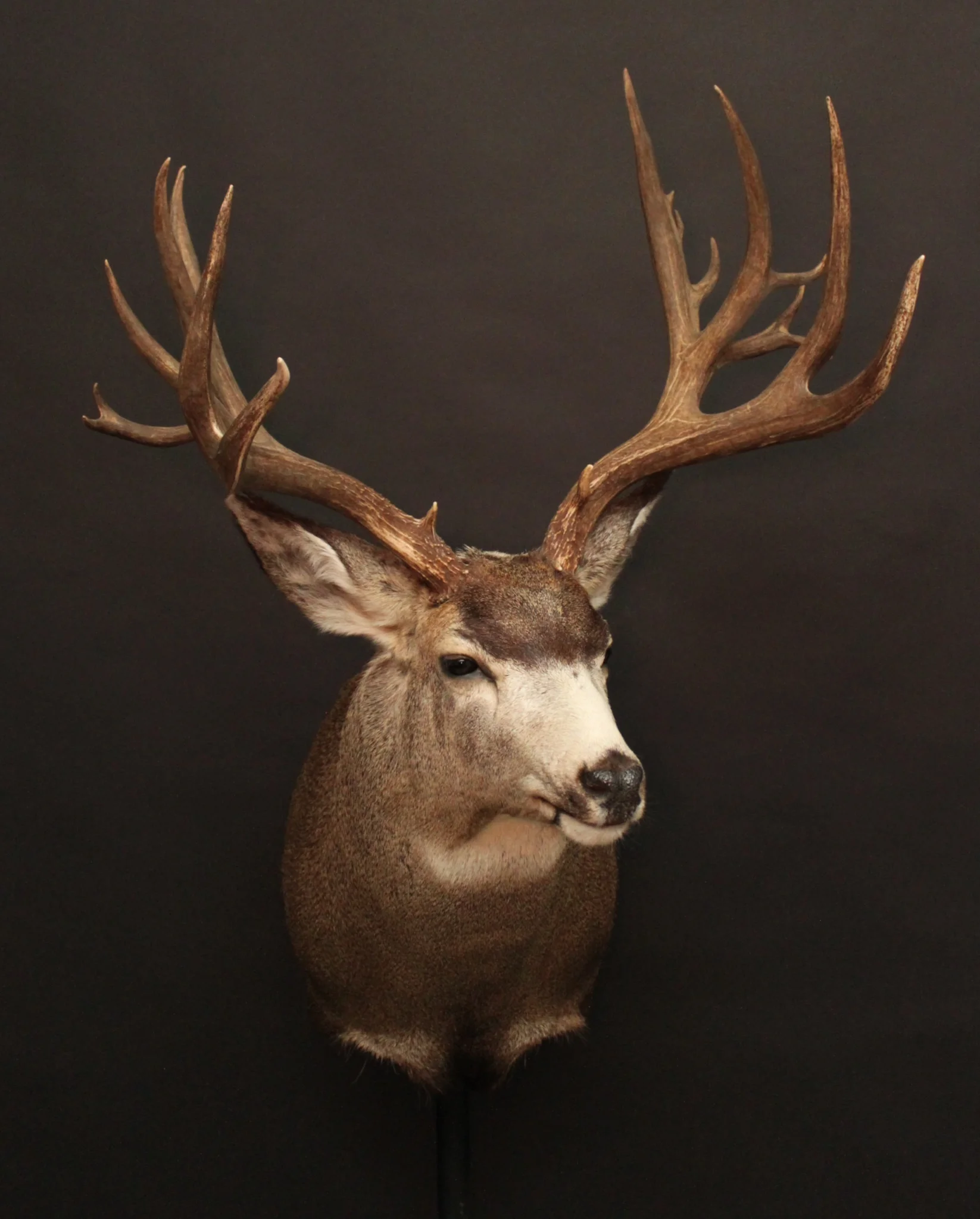 Mule (12)