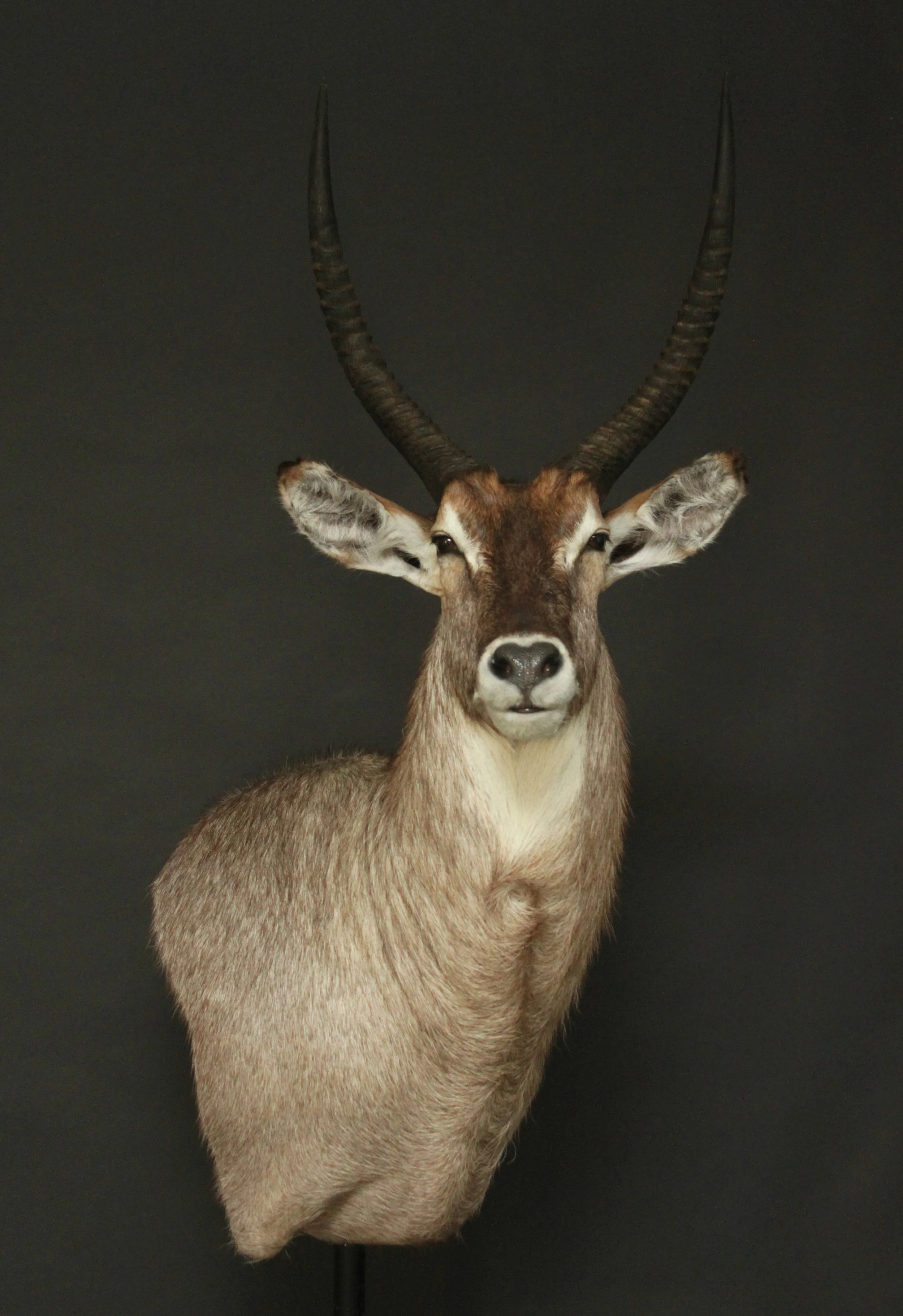 Wall Pedestal Waterbuck (3)