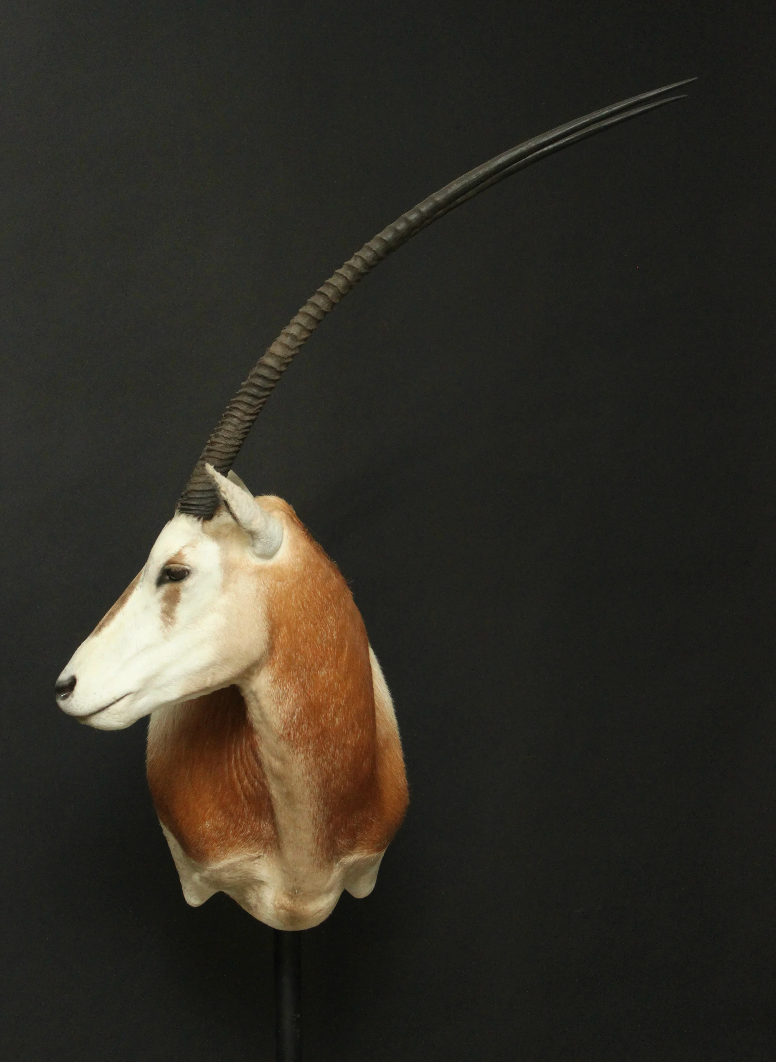 Shouldermount Scimitar Horned Oryx (1)