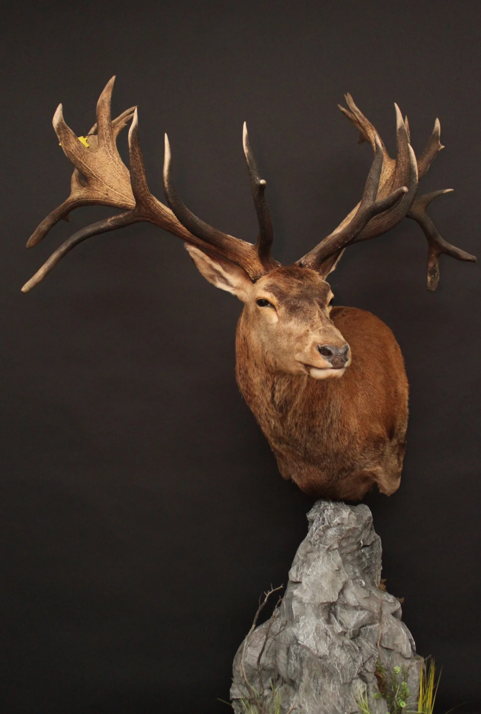 Pedestal on a custom rock base Red Stag (2)