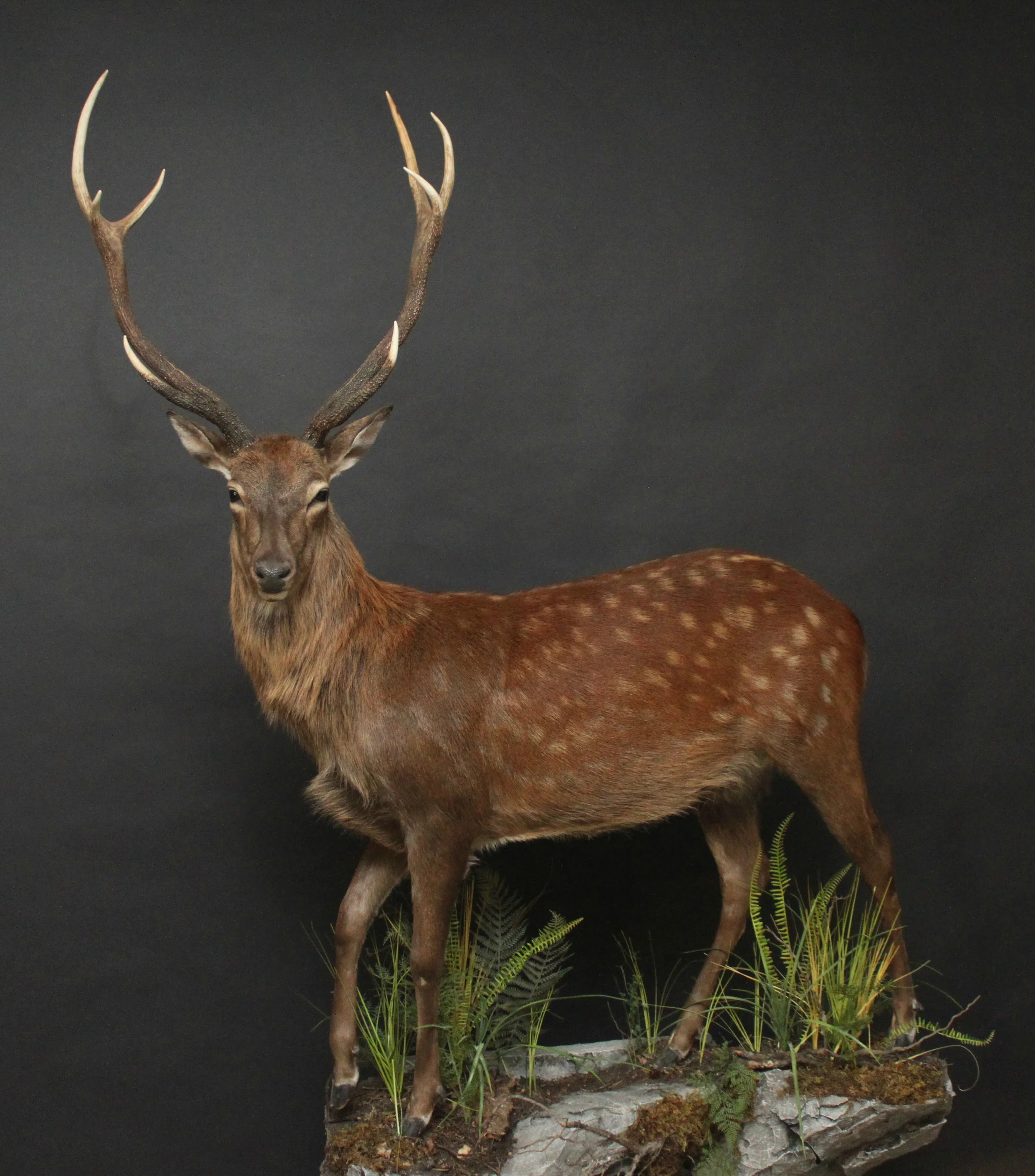 Sitka Deer (1)