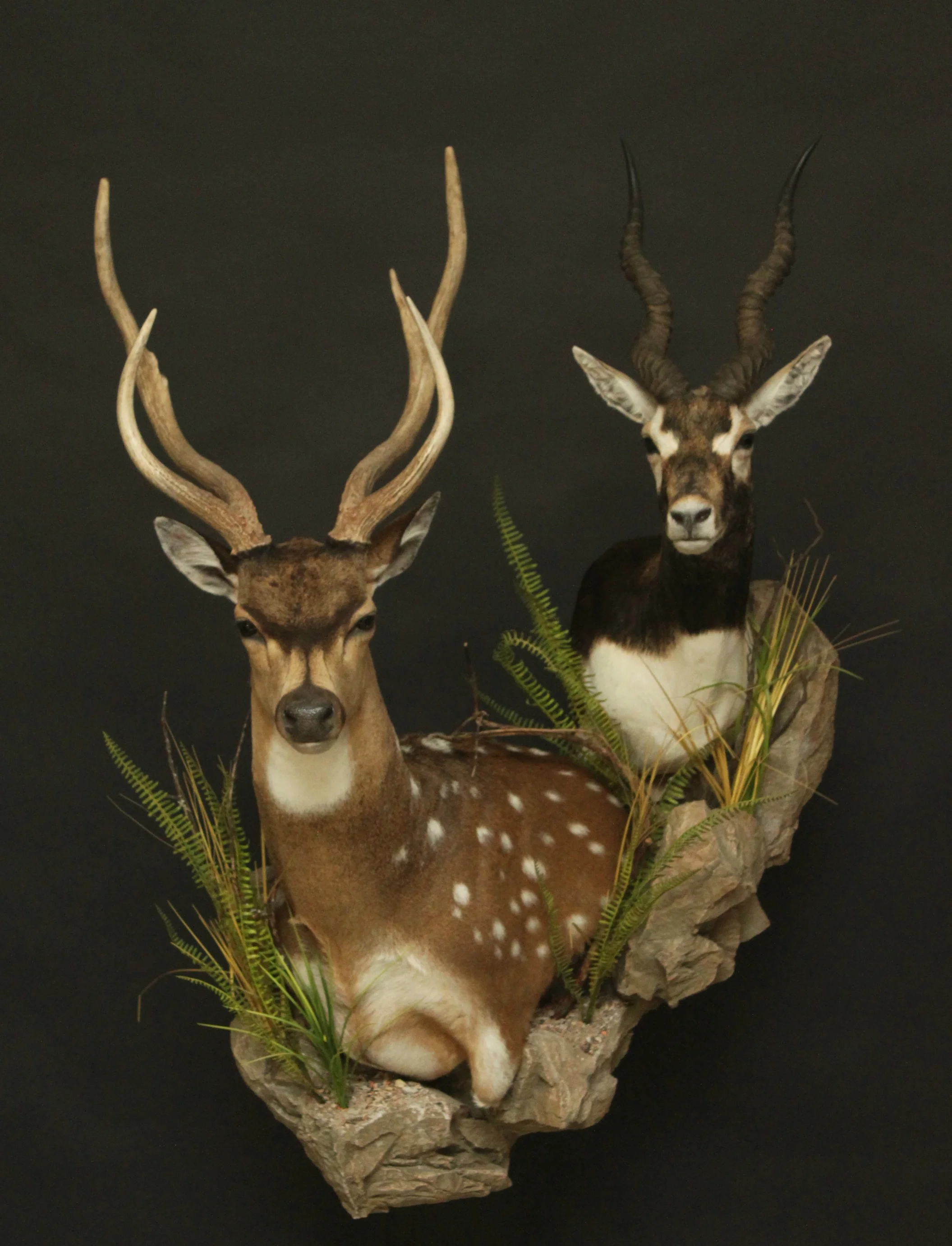 Double Wall Pedestal, custom base Sitka Deer & Double (3)