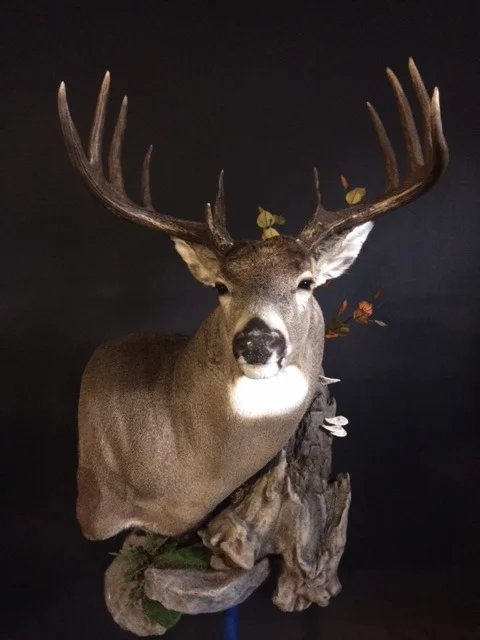 WT (29)