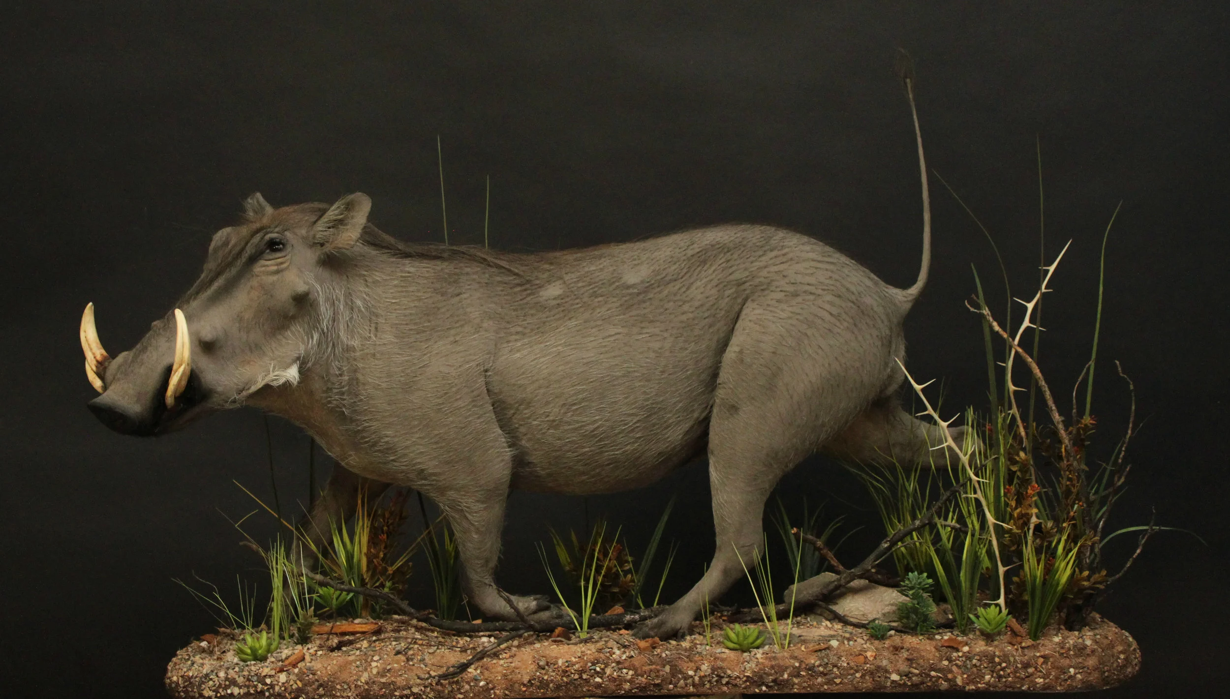warthog (11).jpg