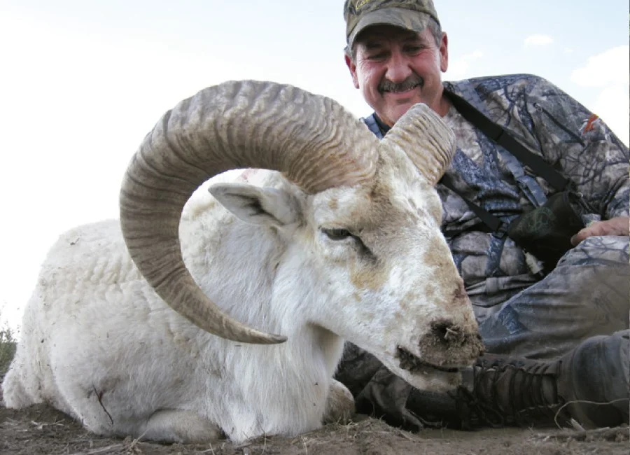 12-Texas-Dall-Sheep-900x650.jpg