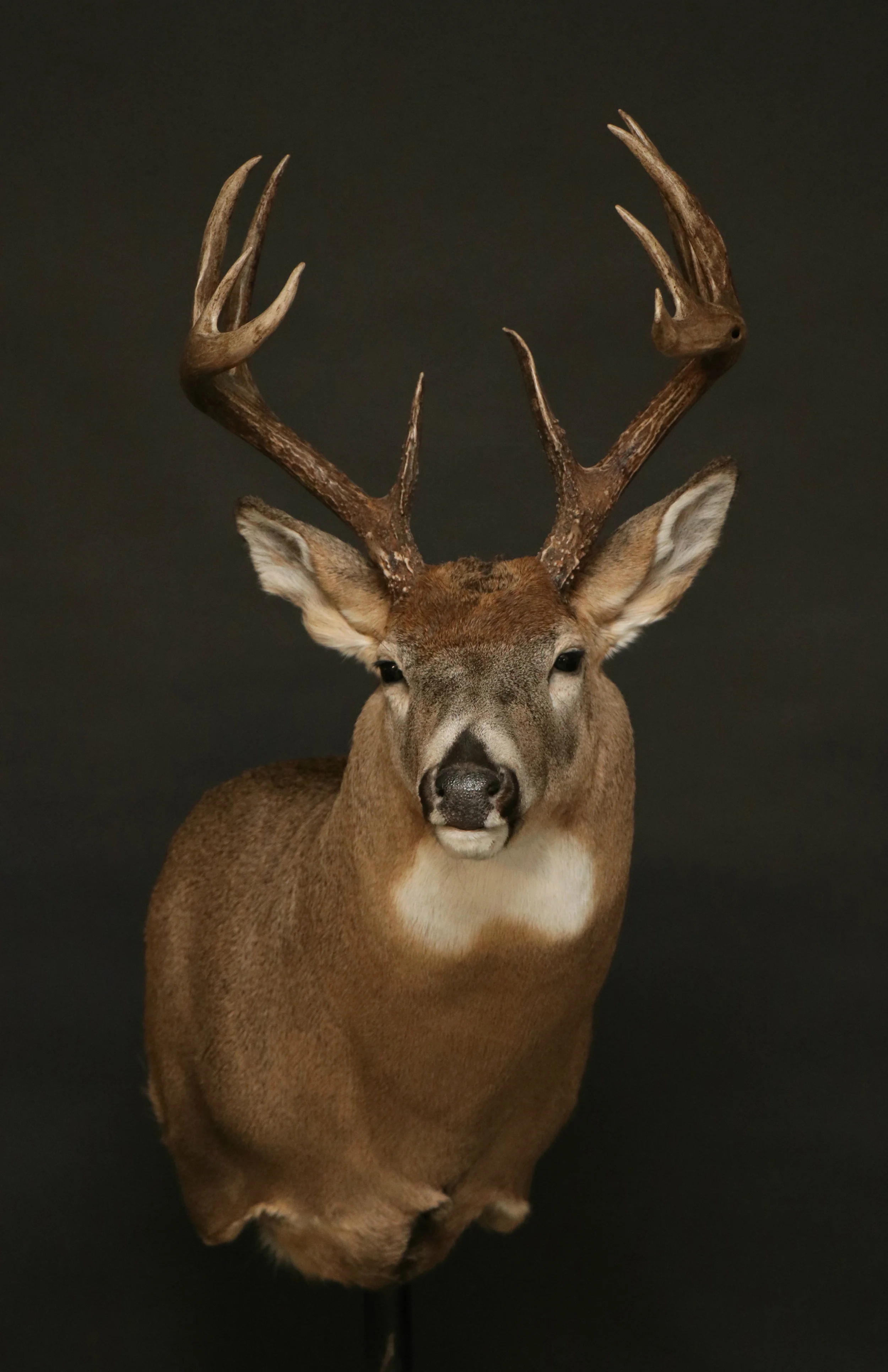 Whitetail (41).jpg