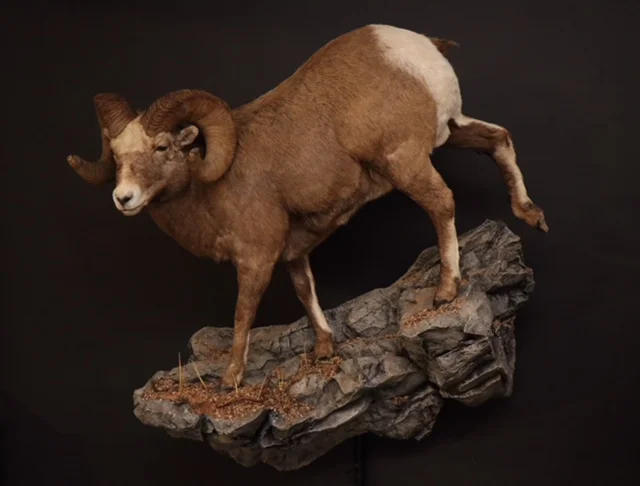BigHorn (3).jpg