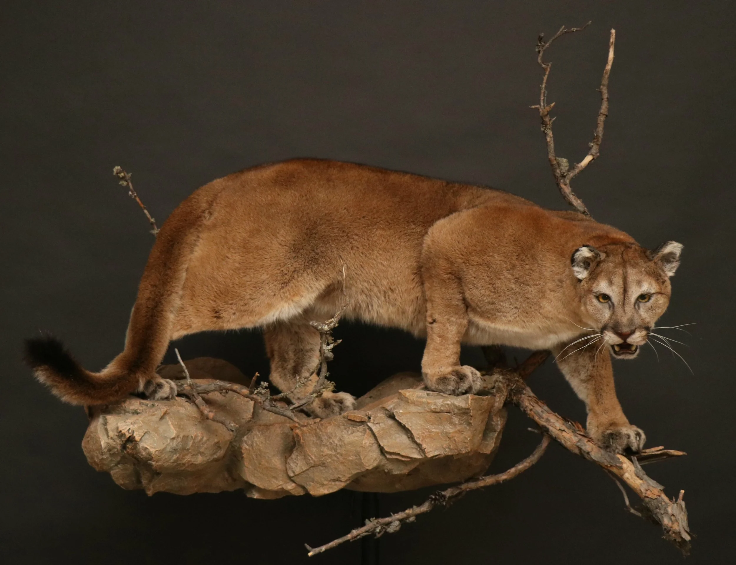 Cougar.jpg