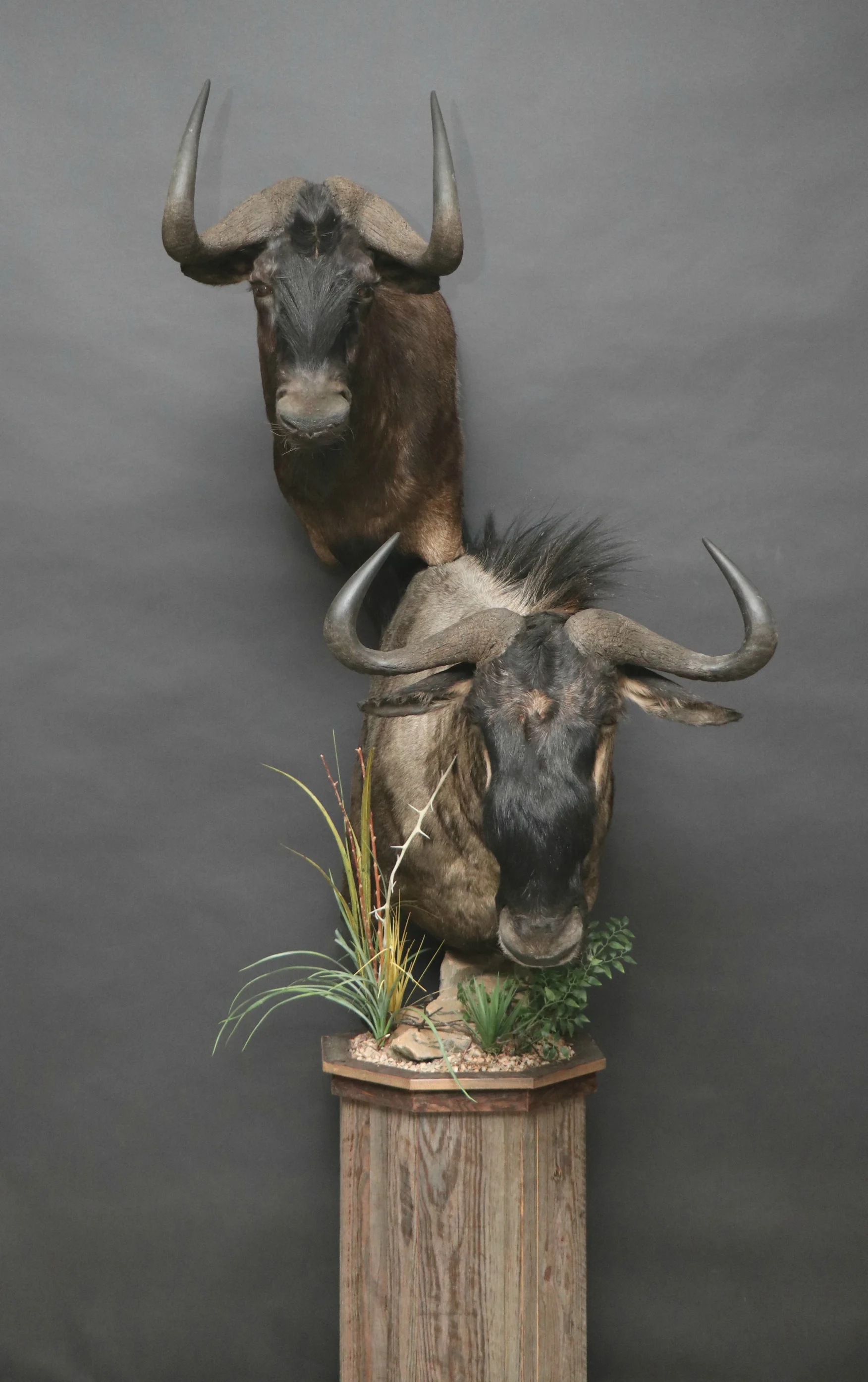 Double Pedestal Barn Board Black Wildebeest & Blue Wildebeest Double (10)