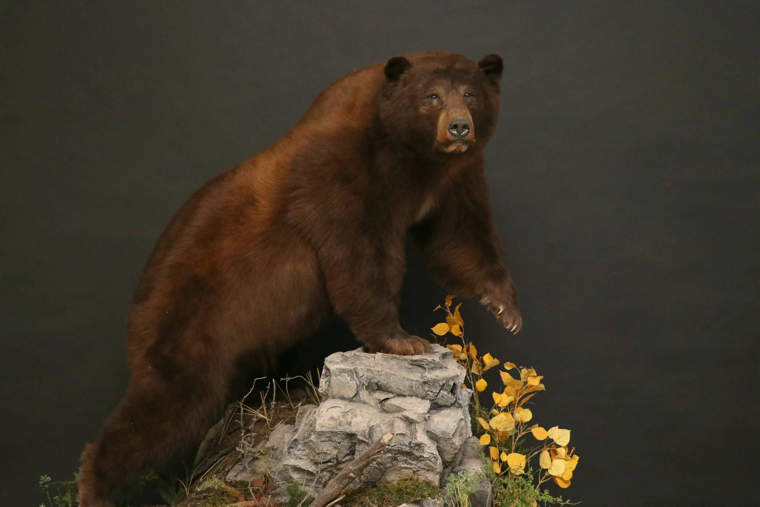 Life size Black Bear 18