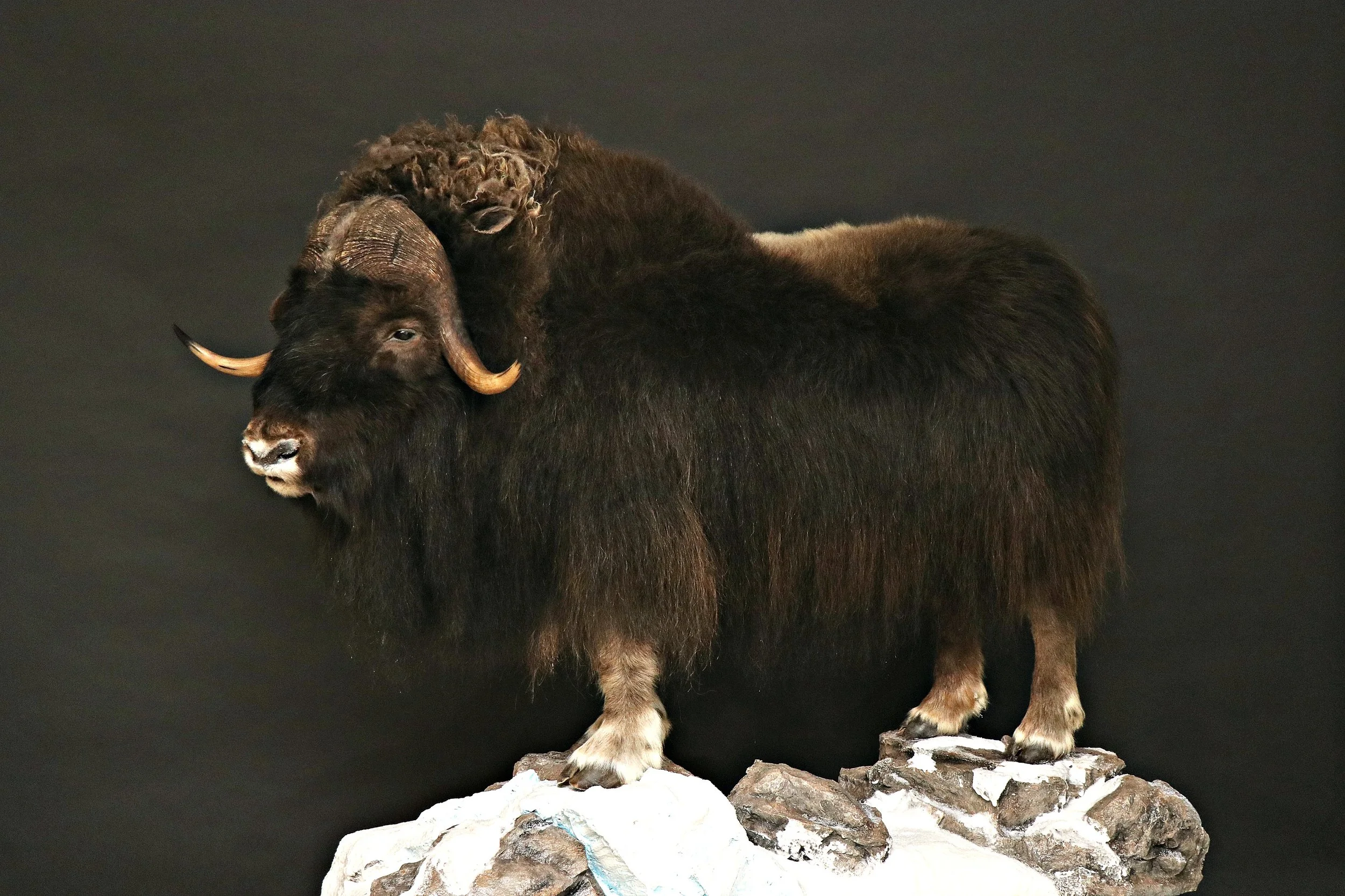 Muskox2.jpg