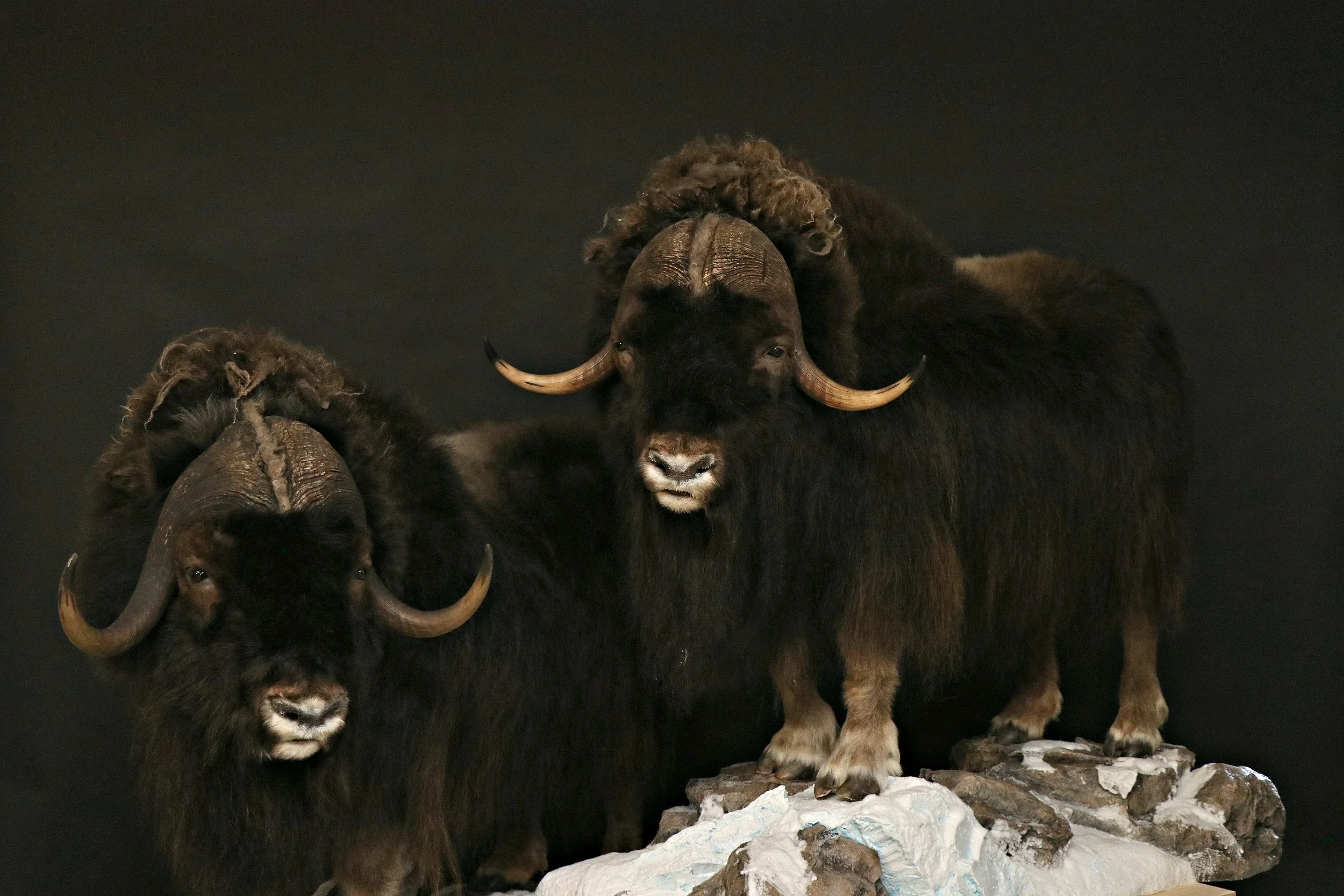 Muskox3.jpg