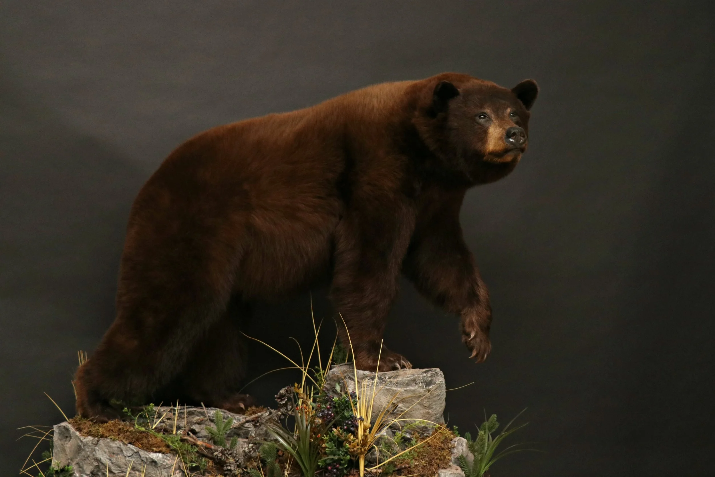 Black Bear 23