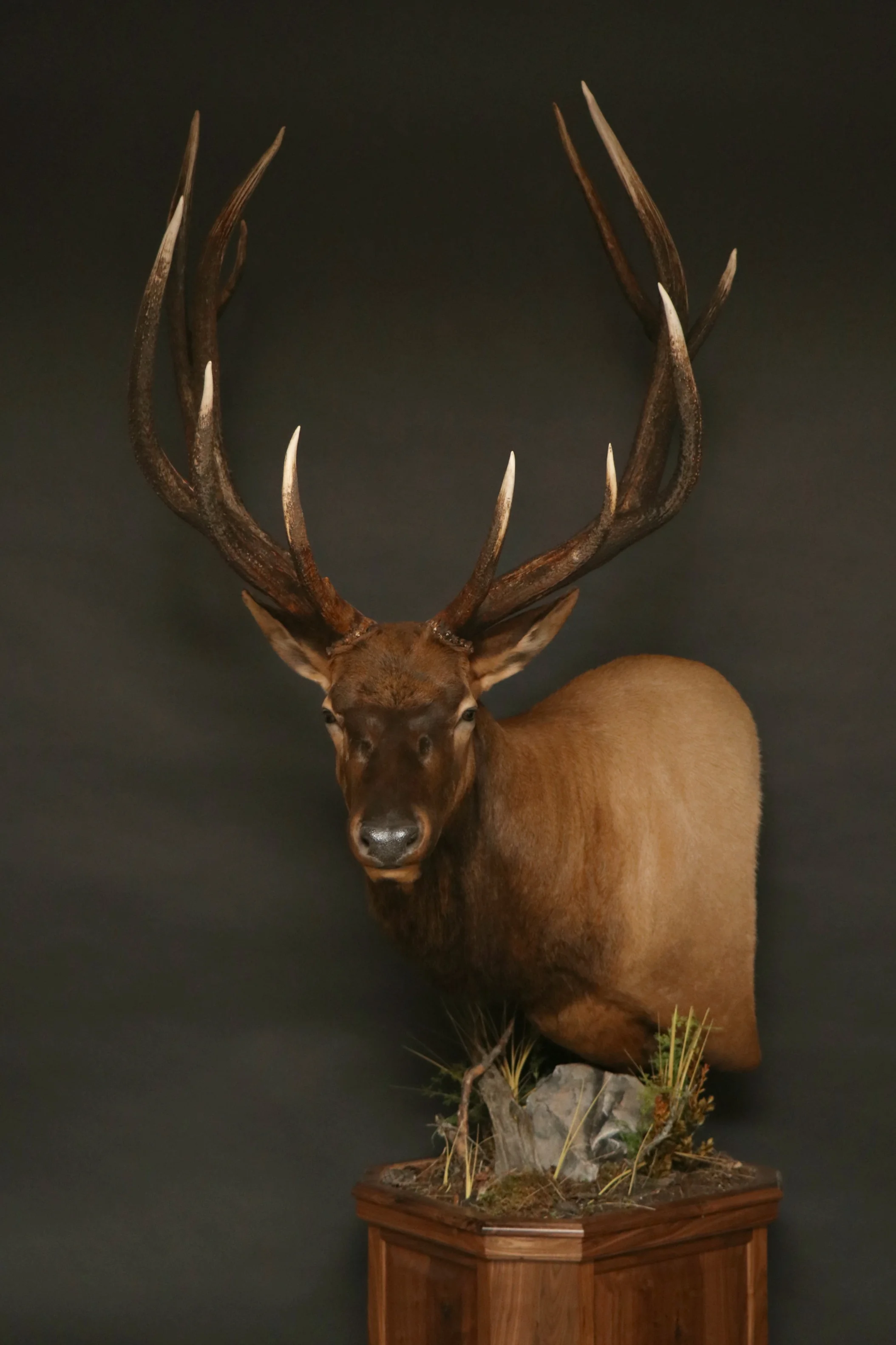 Elk 009