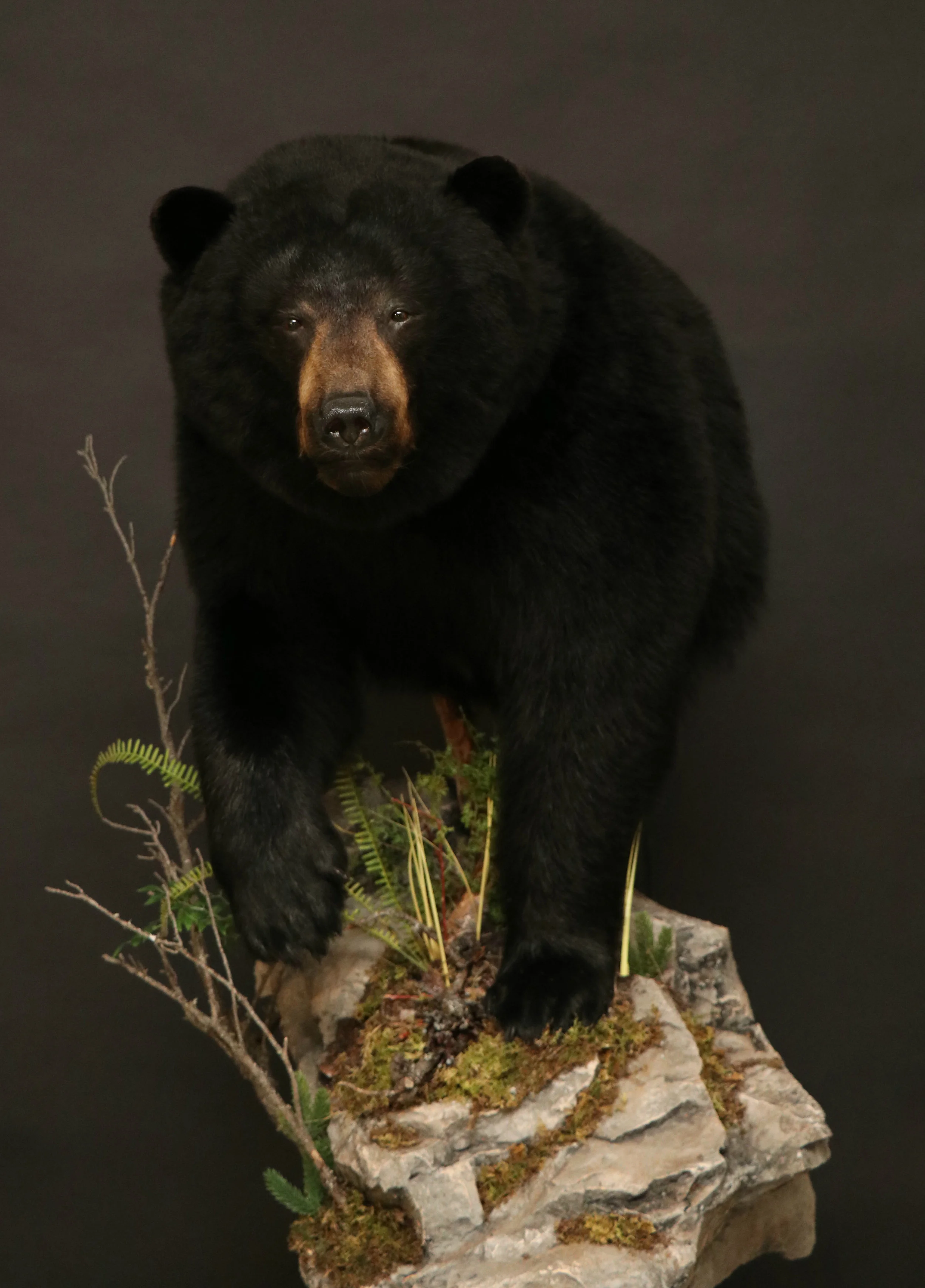 1/2 Body Black Bear (1)