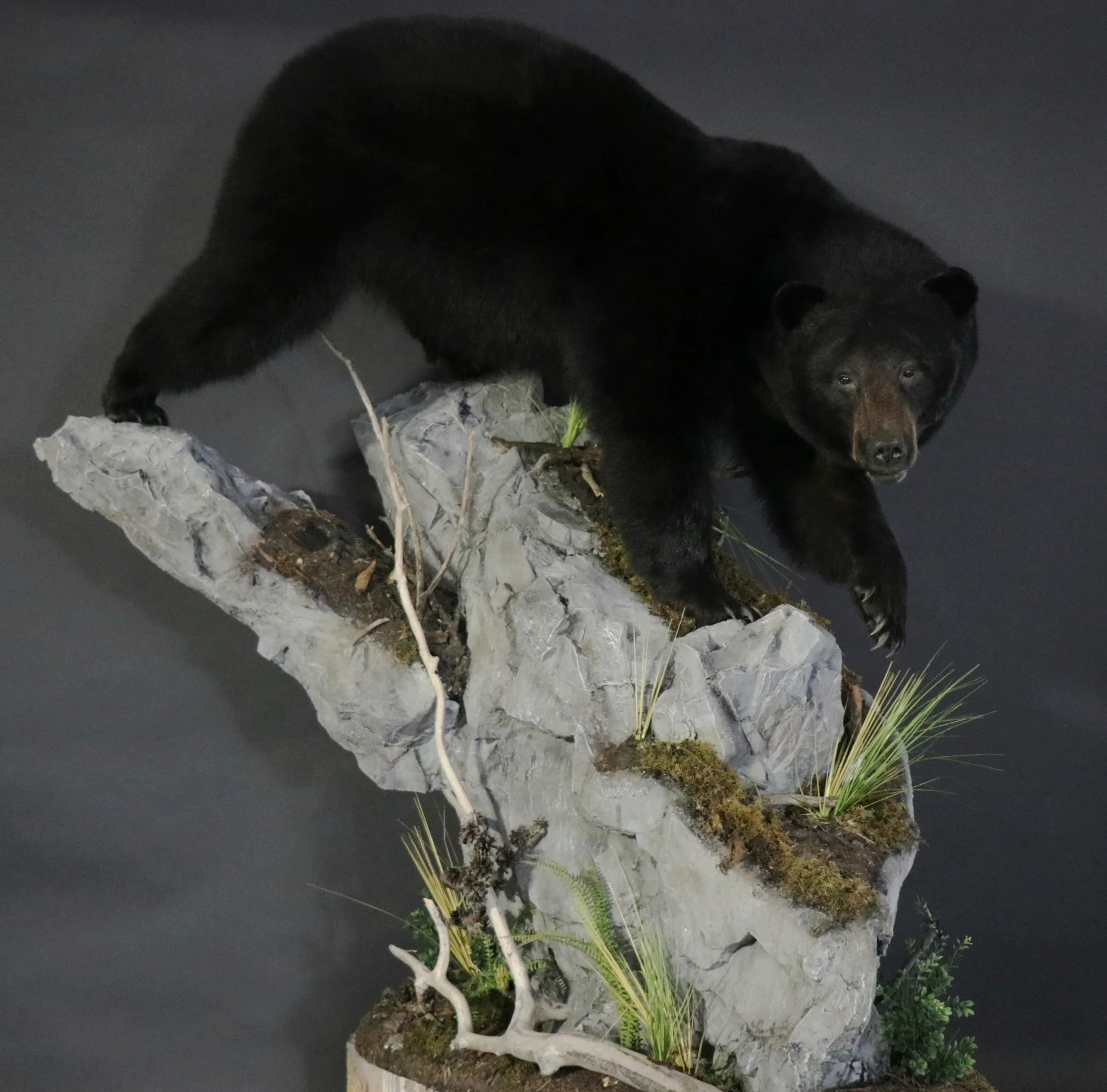 Black Bear 25