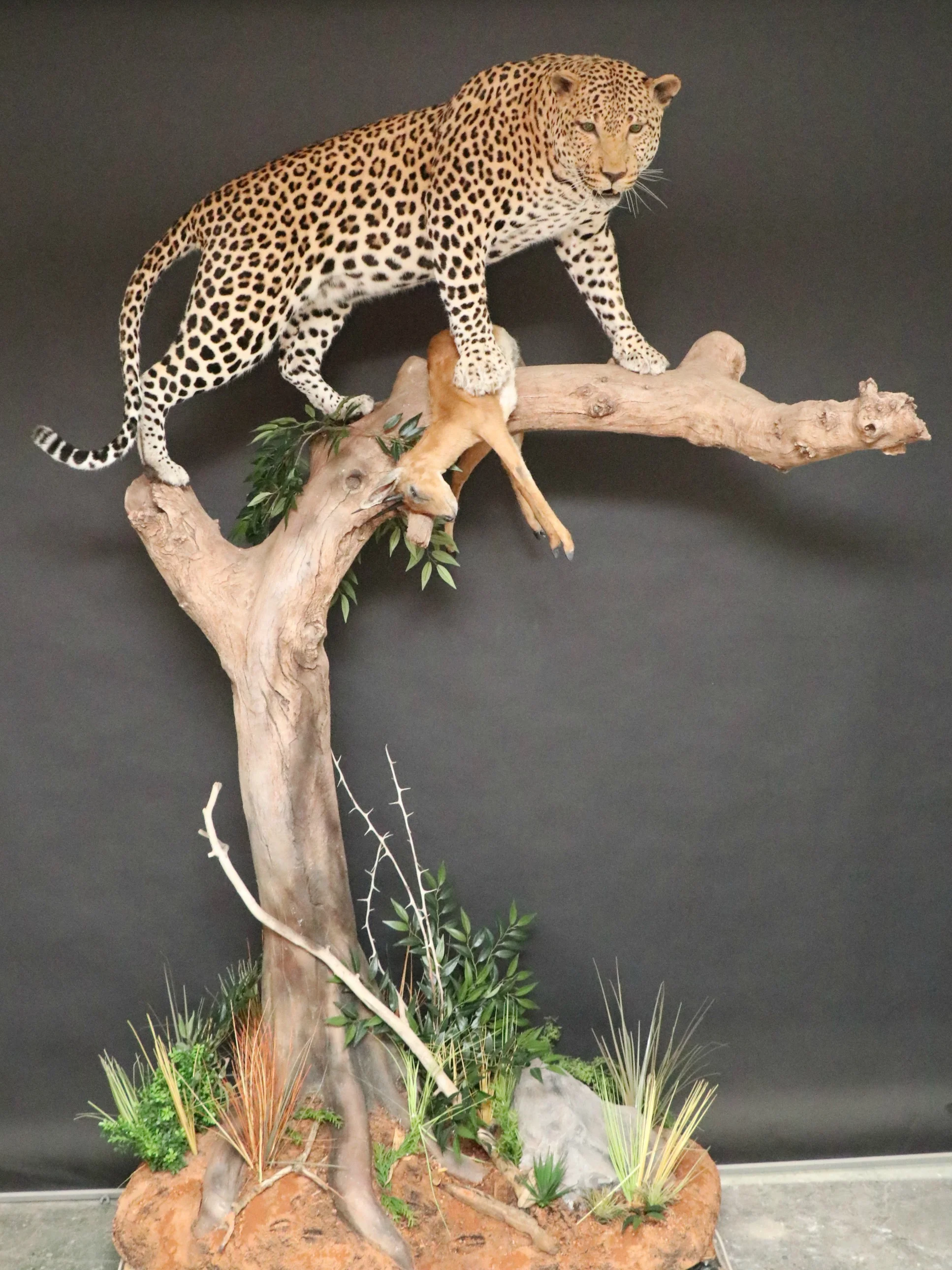 Leopard.jpg