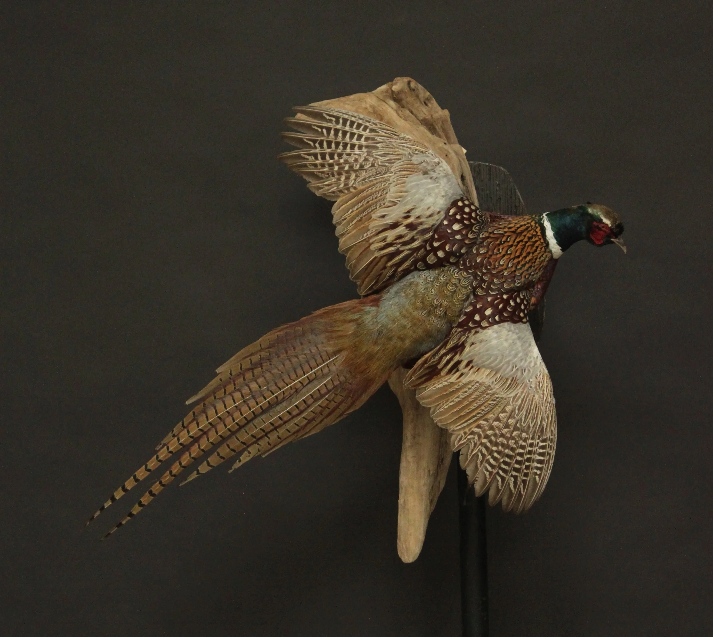 Birds — Orion Taxidermy