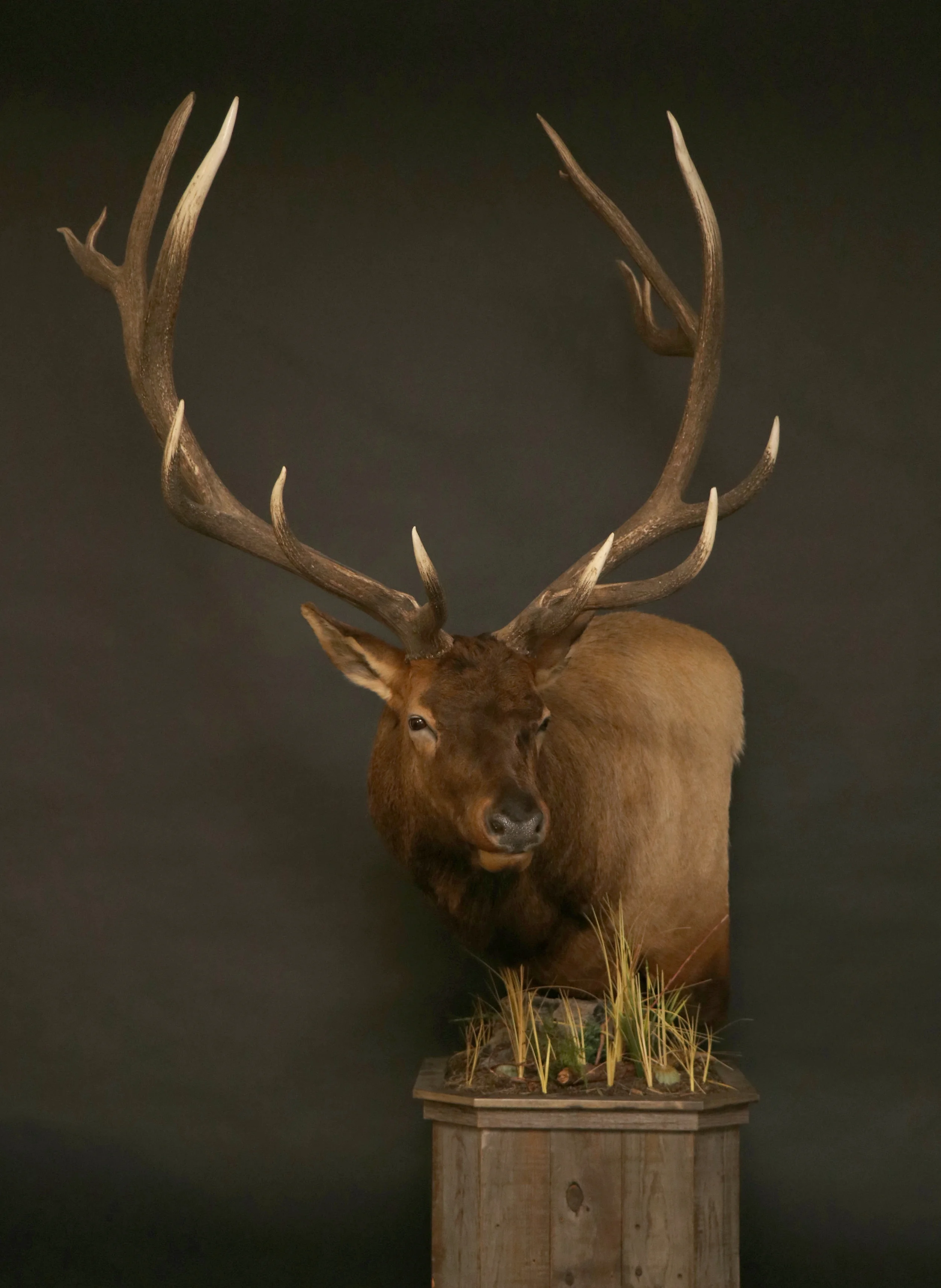 Elk Pedestal 20