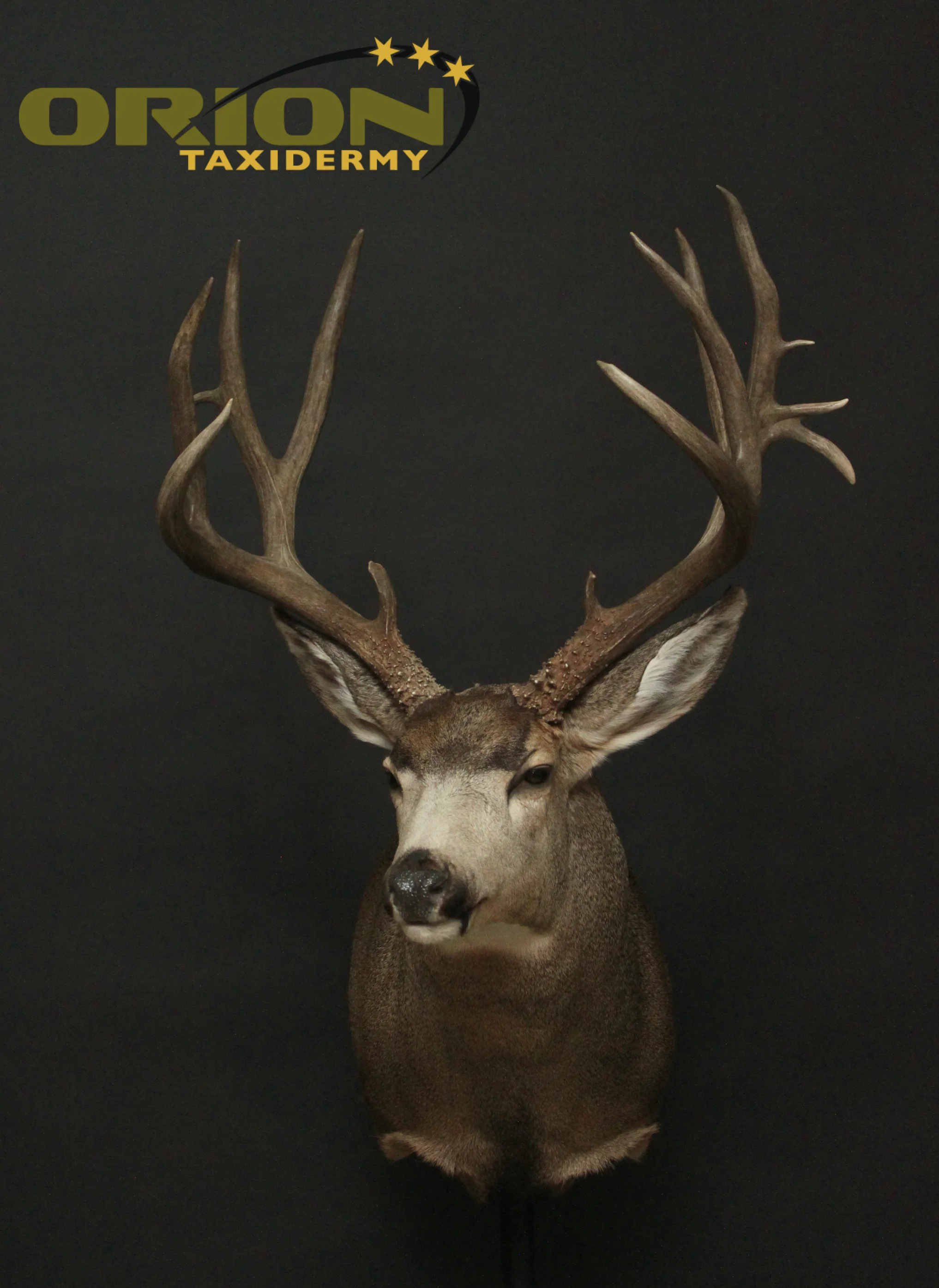 Mule (27)