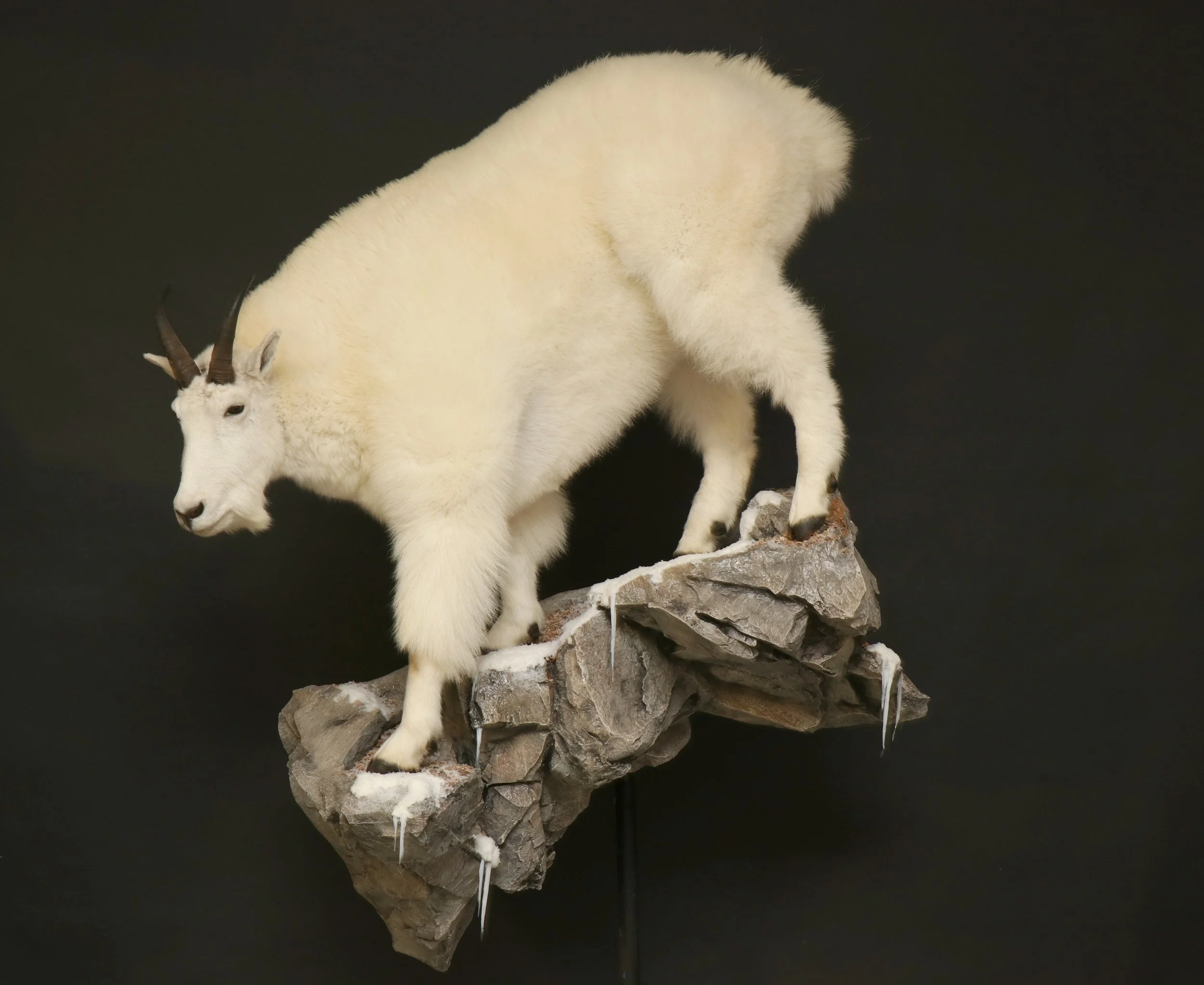 MountainGoat (2).jpg